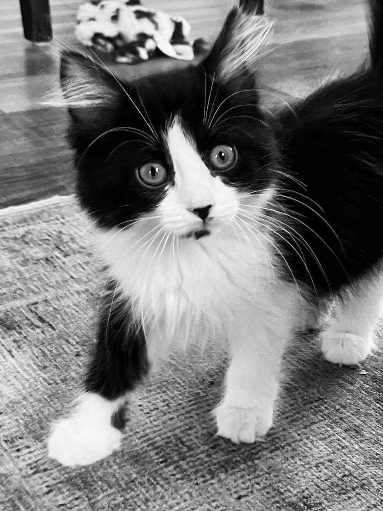 Days Inn, a Adoptable mixed breed in Olathe, KS image 2/4