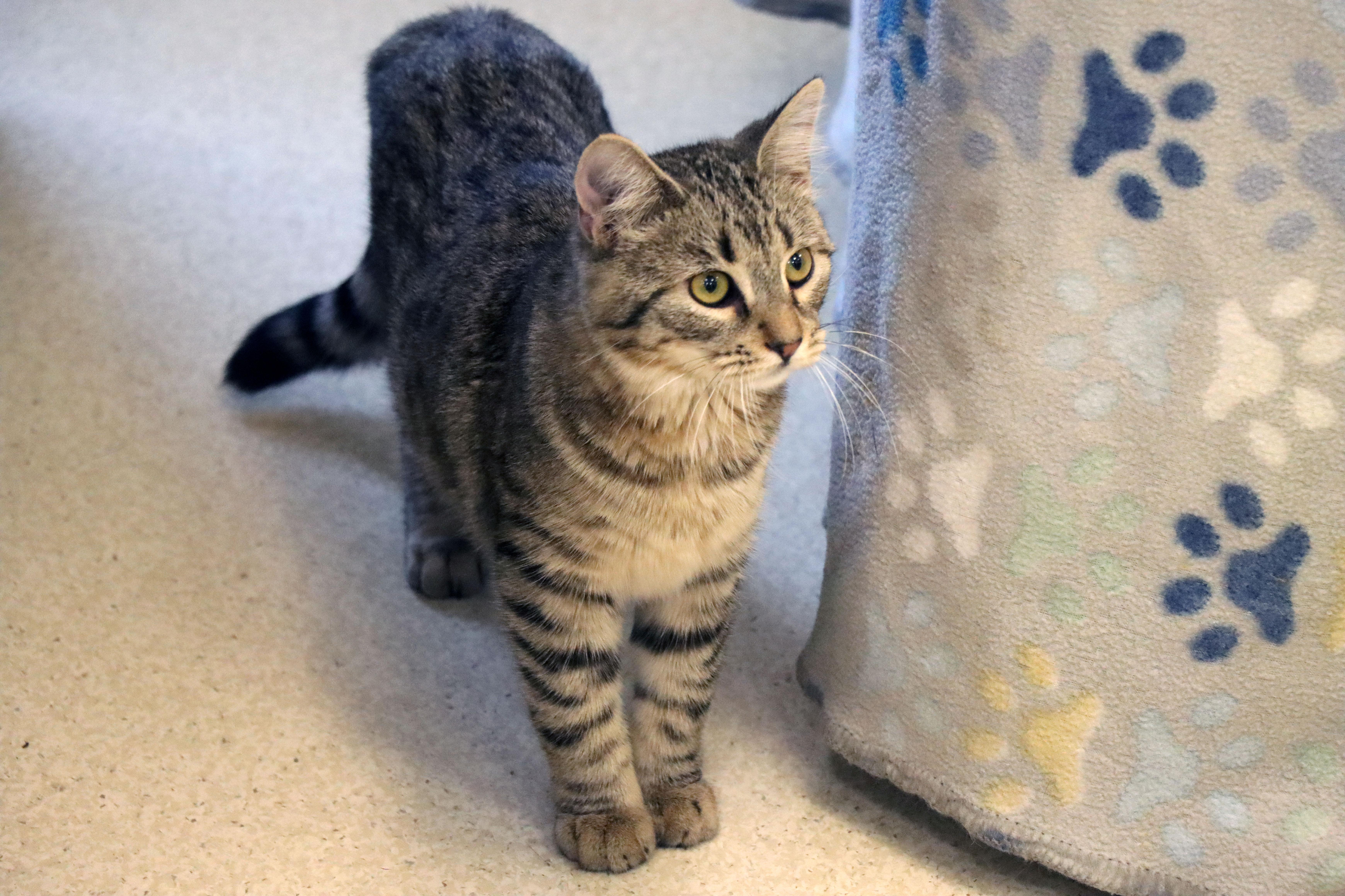 Enlarge Gina, a Adoptable Domestic Short Hair in House Springs, MO image 1/1