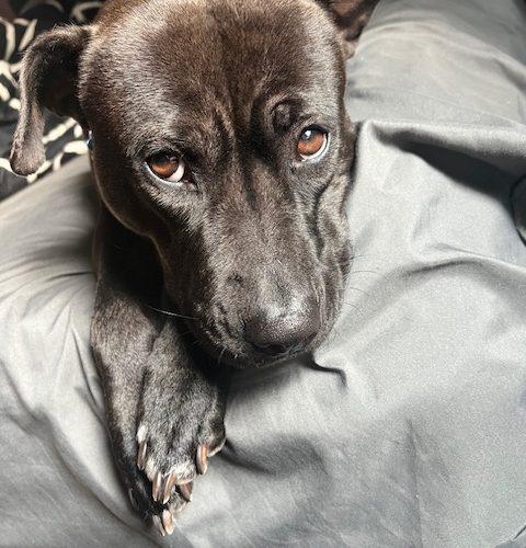 Sky (surrender), Adoptable, Young Female Pit Bull Terrier.