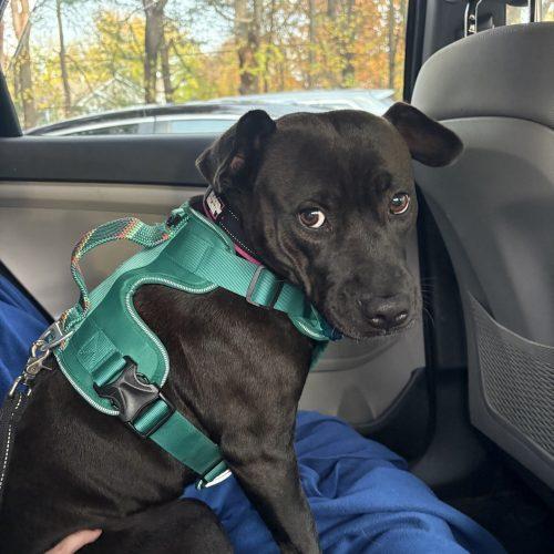 Sky (surrender), Adoptable, Young Female Pit Bull Terrier.