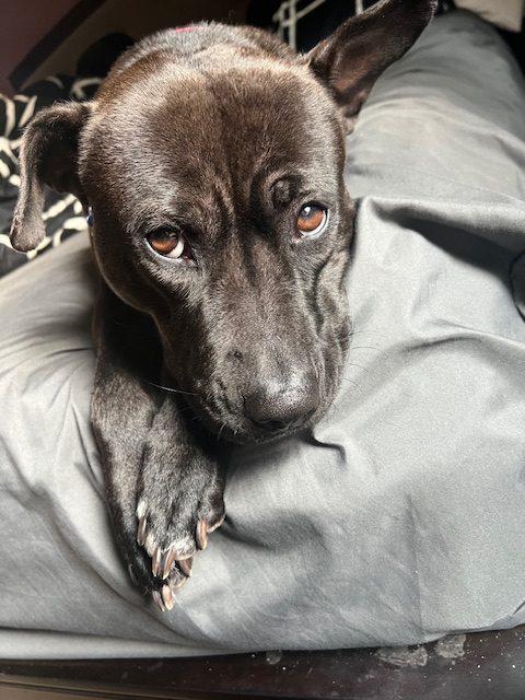 Enlarge Sky (surrender), a Adoptable Pit Bull Terrier in Hamden, CT image 2/3