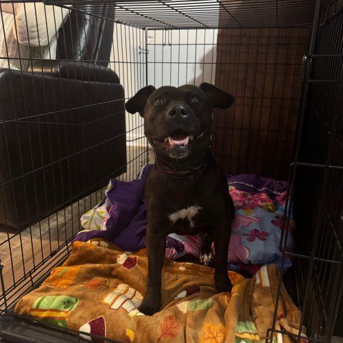 Sky (surrender), a Adoptable Pit Bull Terrier in Hamden, CT image 3/3