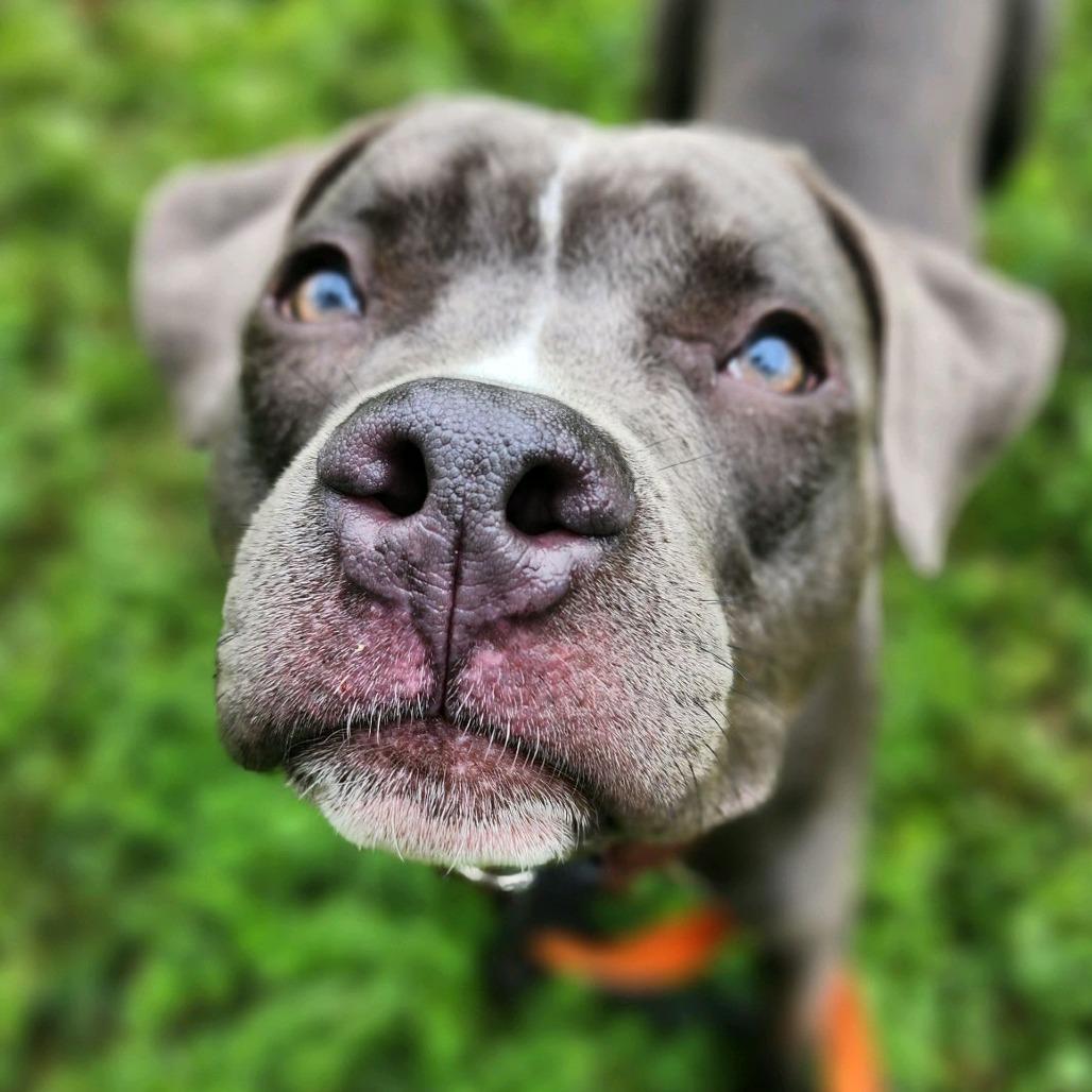 Iron Man, Adoptable, Adult Male Pit Bull Terrier.