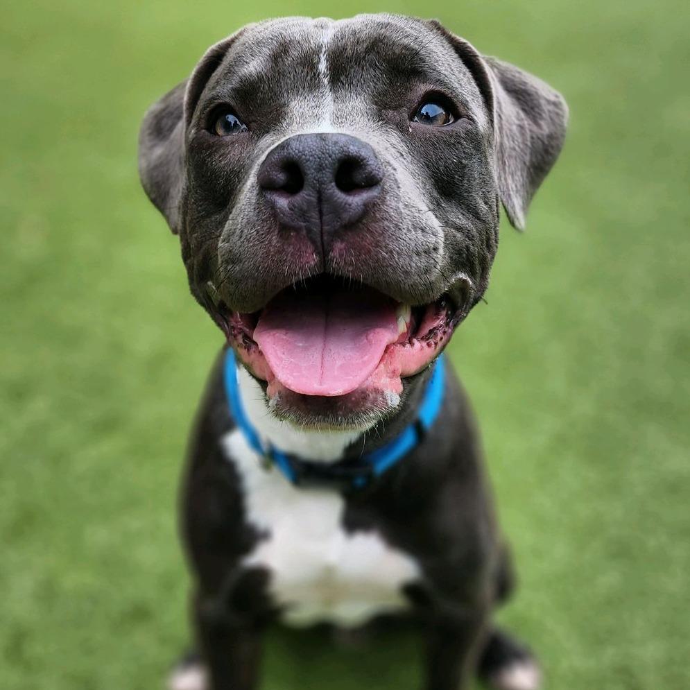 Enlarge Iron Man, a Adoptable Pit Bull Terrier in Greensboro, NC image 2/5