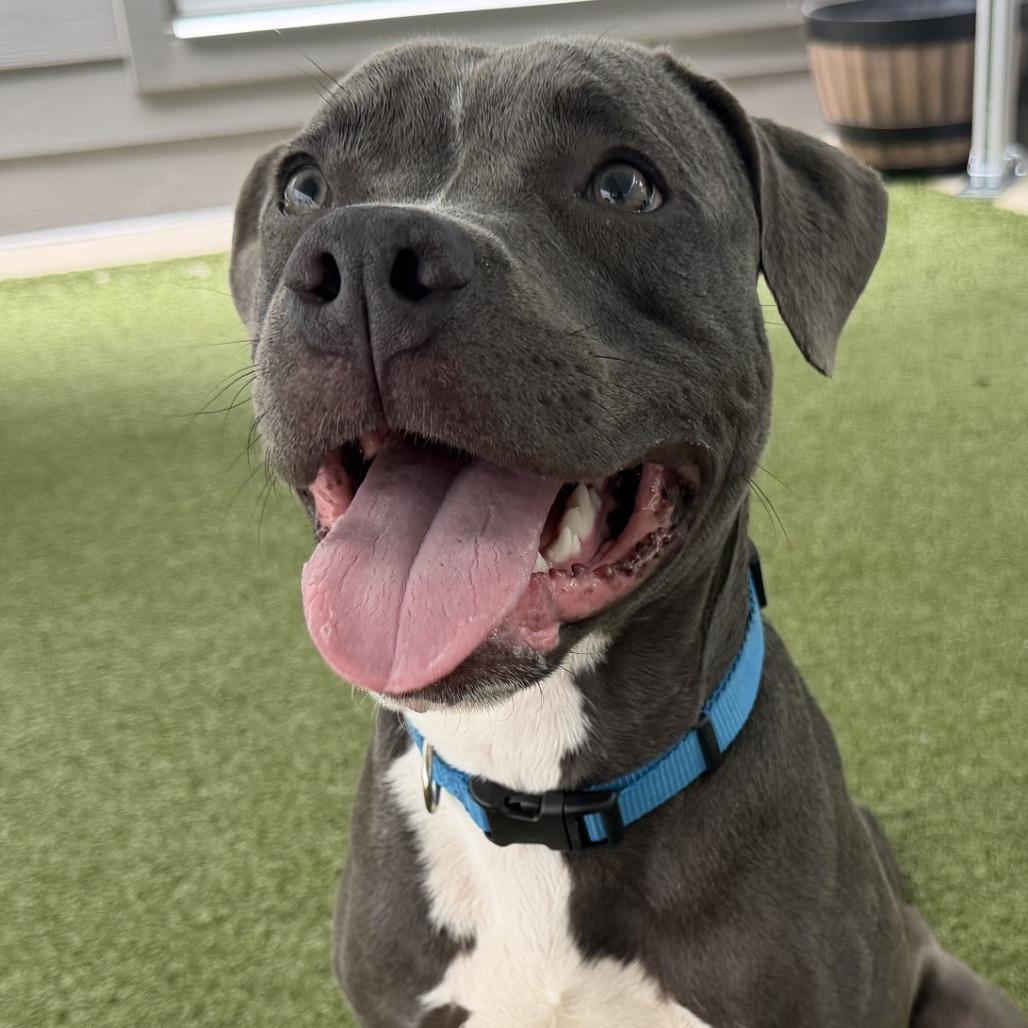 Enlarge Iron Man, a Adoptable Pit Bull Terrier in Greensboro, NC image 3/5