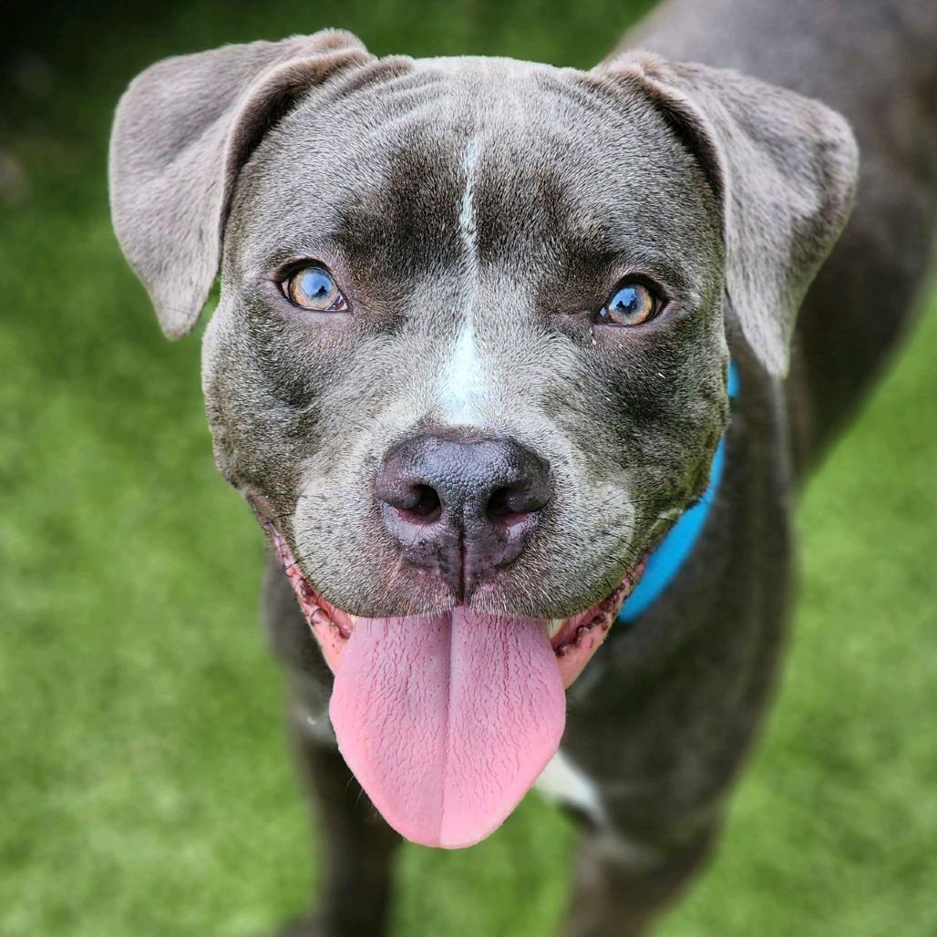 Enlarge Iron Man, a Adoptable Pit Bull Terrier in Greensboro, NC image 4/5