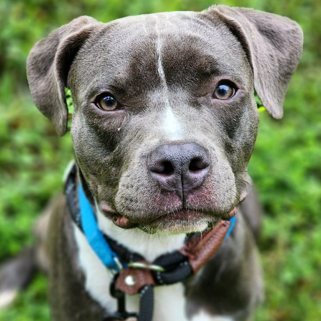 Enlarge Iron Man, a Adoptable Pit Bull Terrier in Greensboro, NC image 5/5