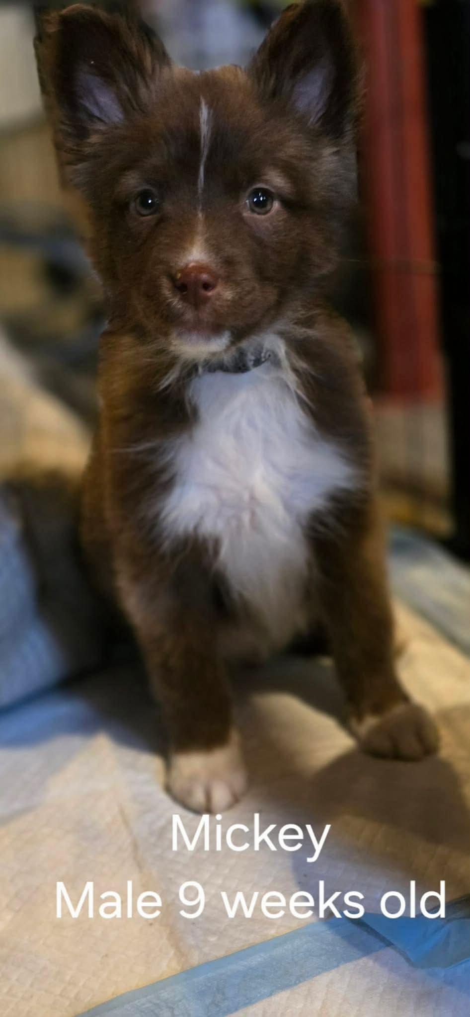 Enlarge Mickey, a Adoptable Shepherd in Steeleville, IL image 1/1