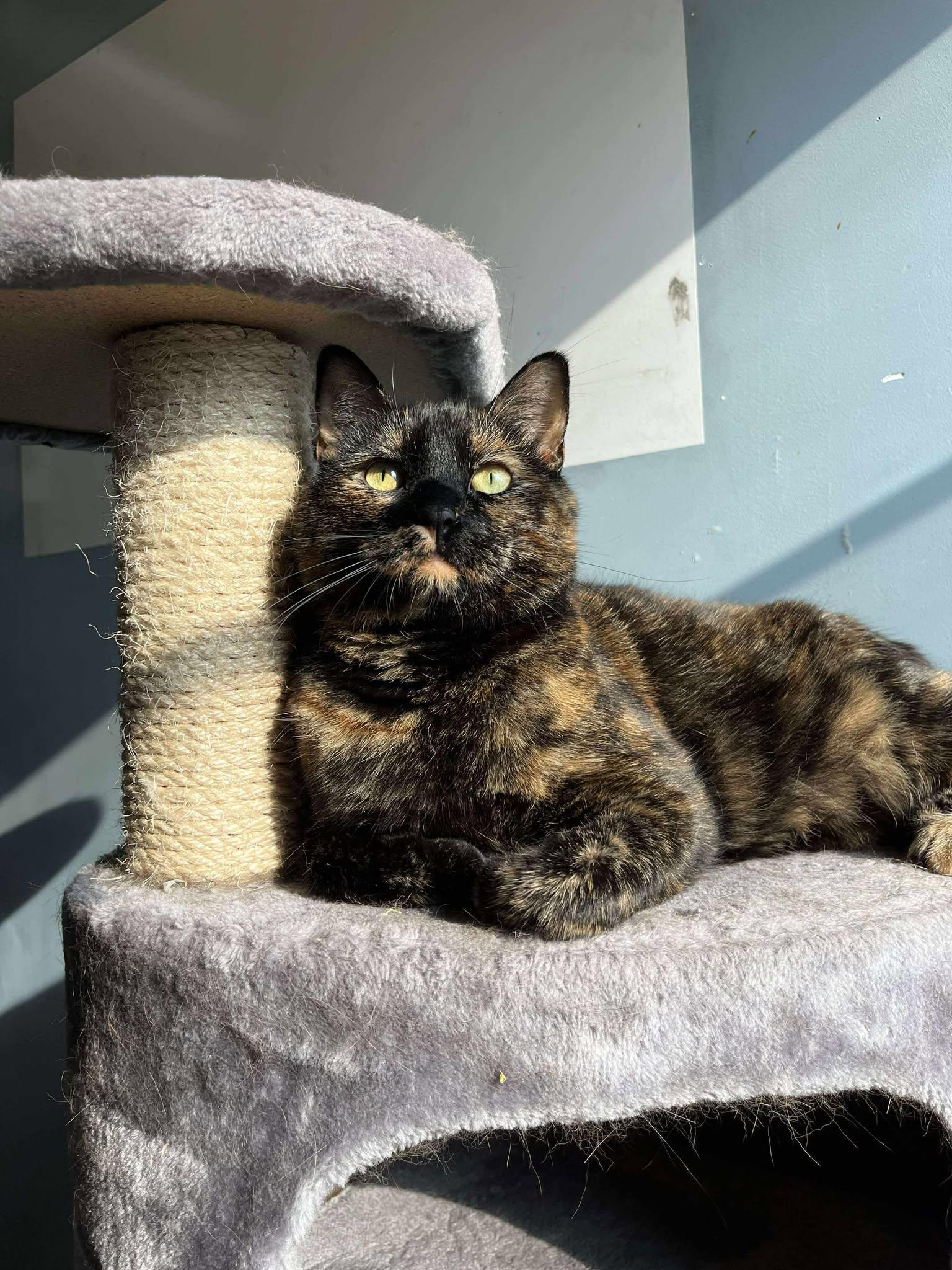 CLAURA, a Adoptable mixed breed in Delson, QC image 1/3