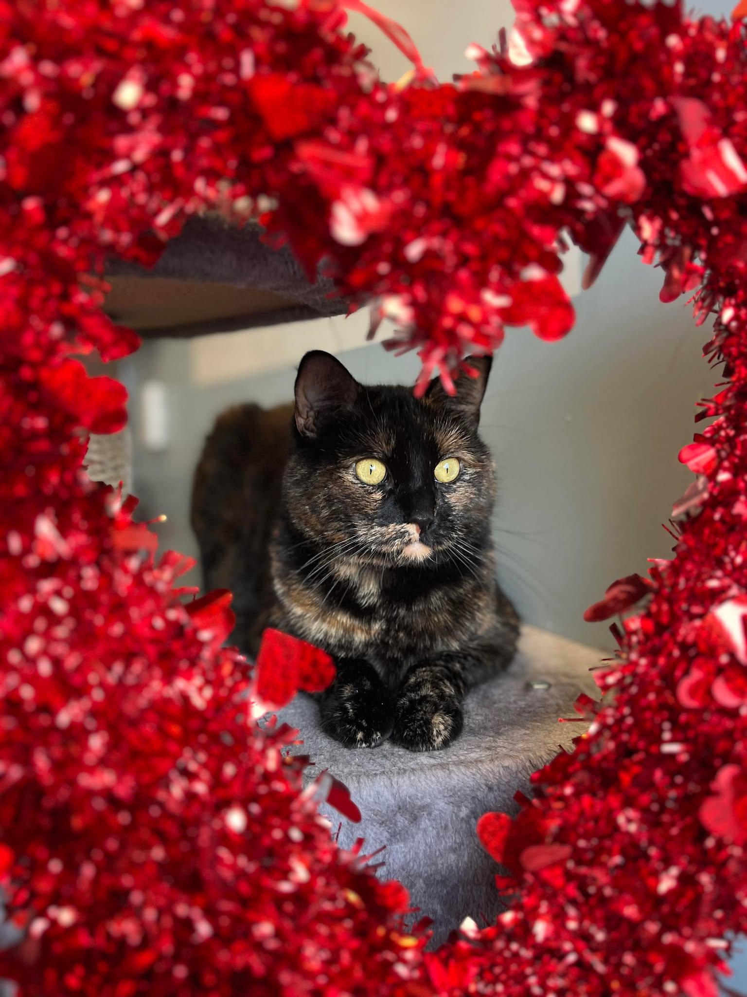 CLAURA, Adoptable, Adult Female Domestic Short Hair.