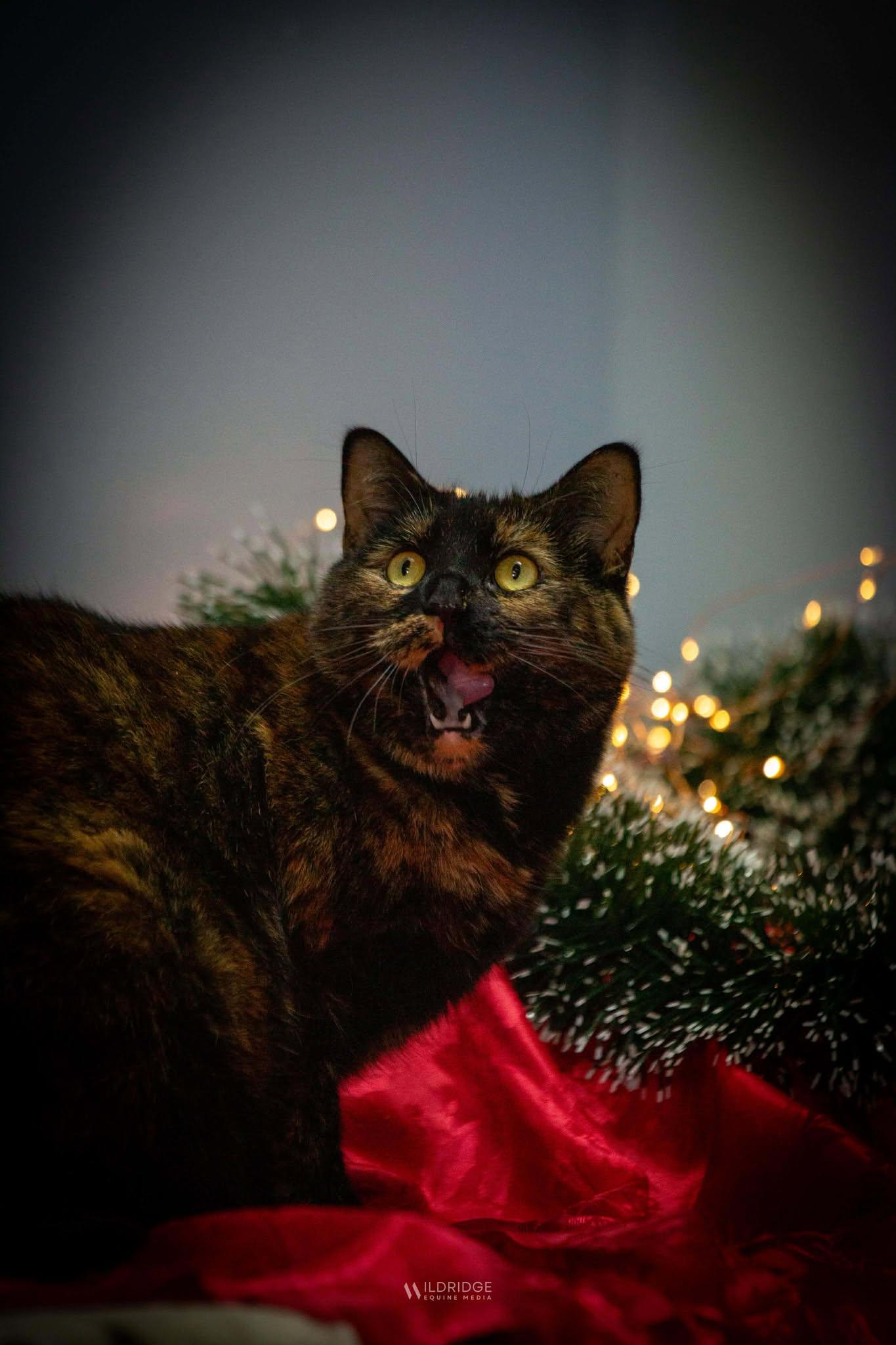 CLAURA, a Adoptable mixed breed in Delson, QC image 2/3