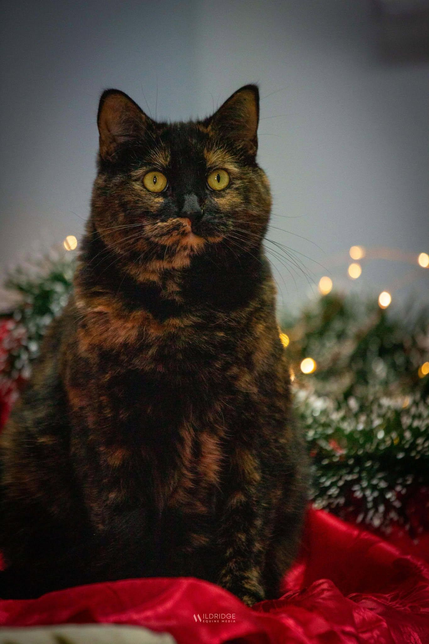 CLAURA, a Adoptable mixed breed in Delson, QC image 3/3