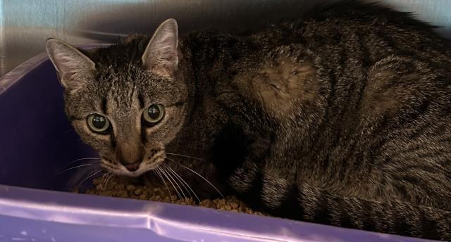 Enlarge PARIS, a Adoptable Domestic Short Hair in Pensacola, FL image 1/1