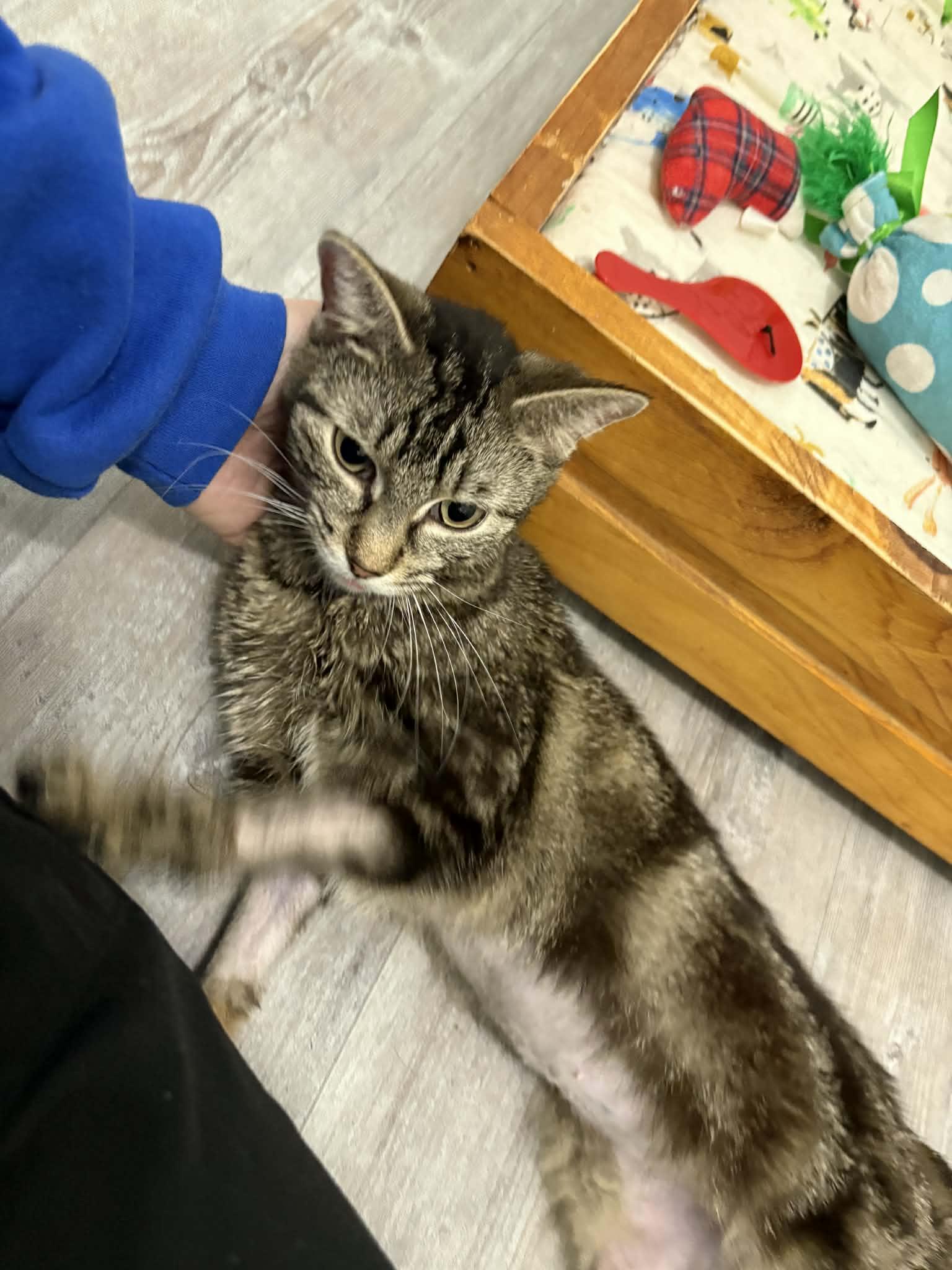 Enlarge Violet, a ADOPTABLE Domestic Short Hair in Barboursville, WV image 2/3