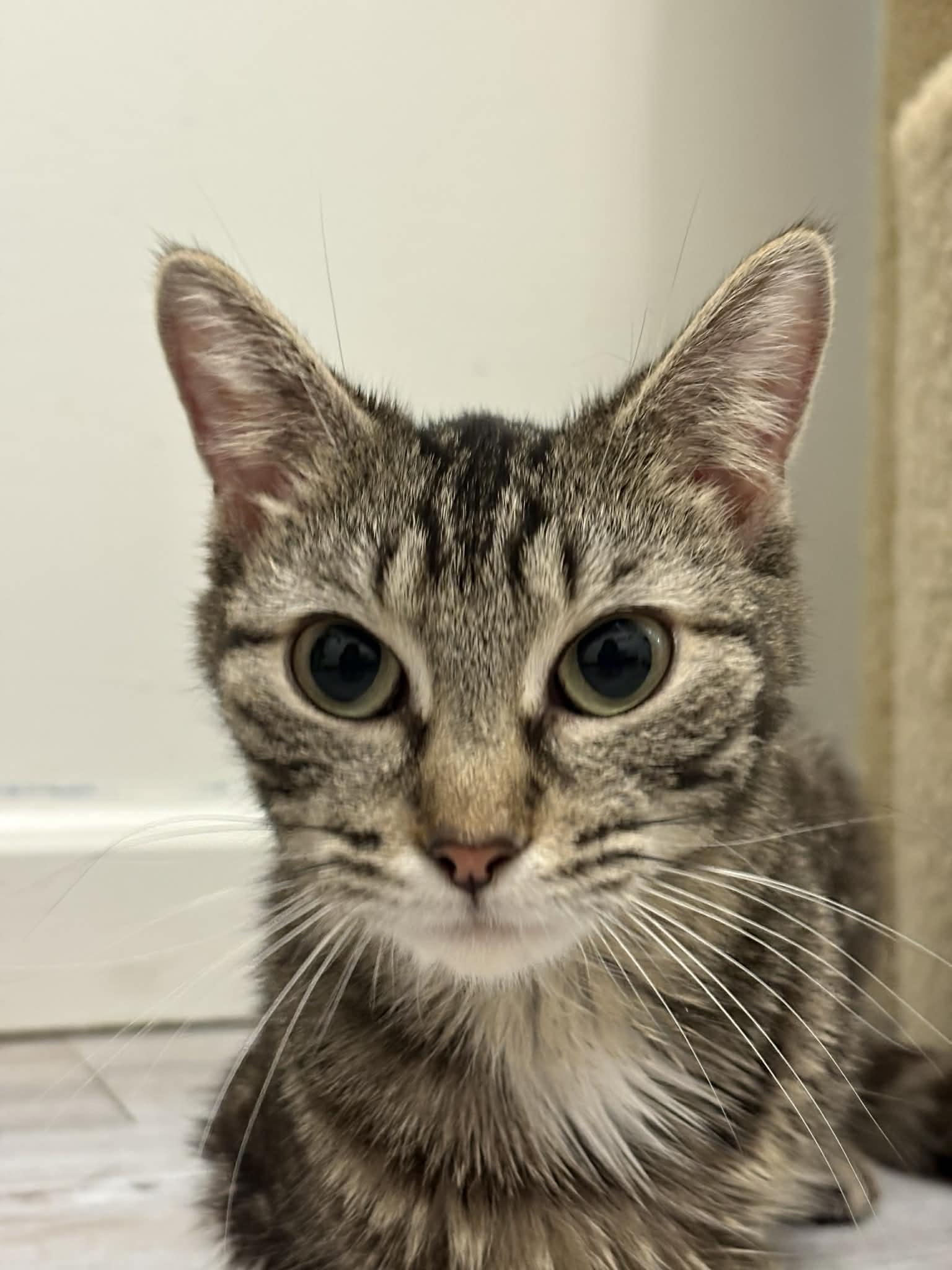 Enlarge Violet, a ADOPTABLE Domestic Short Hair in Barboursville, WV image 3/3