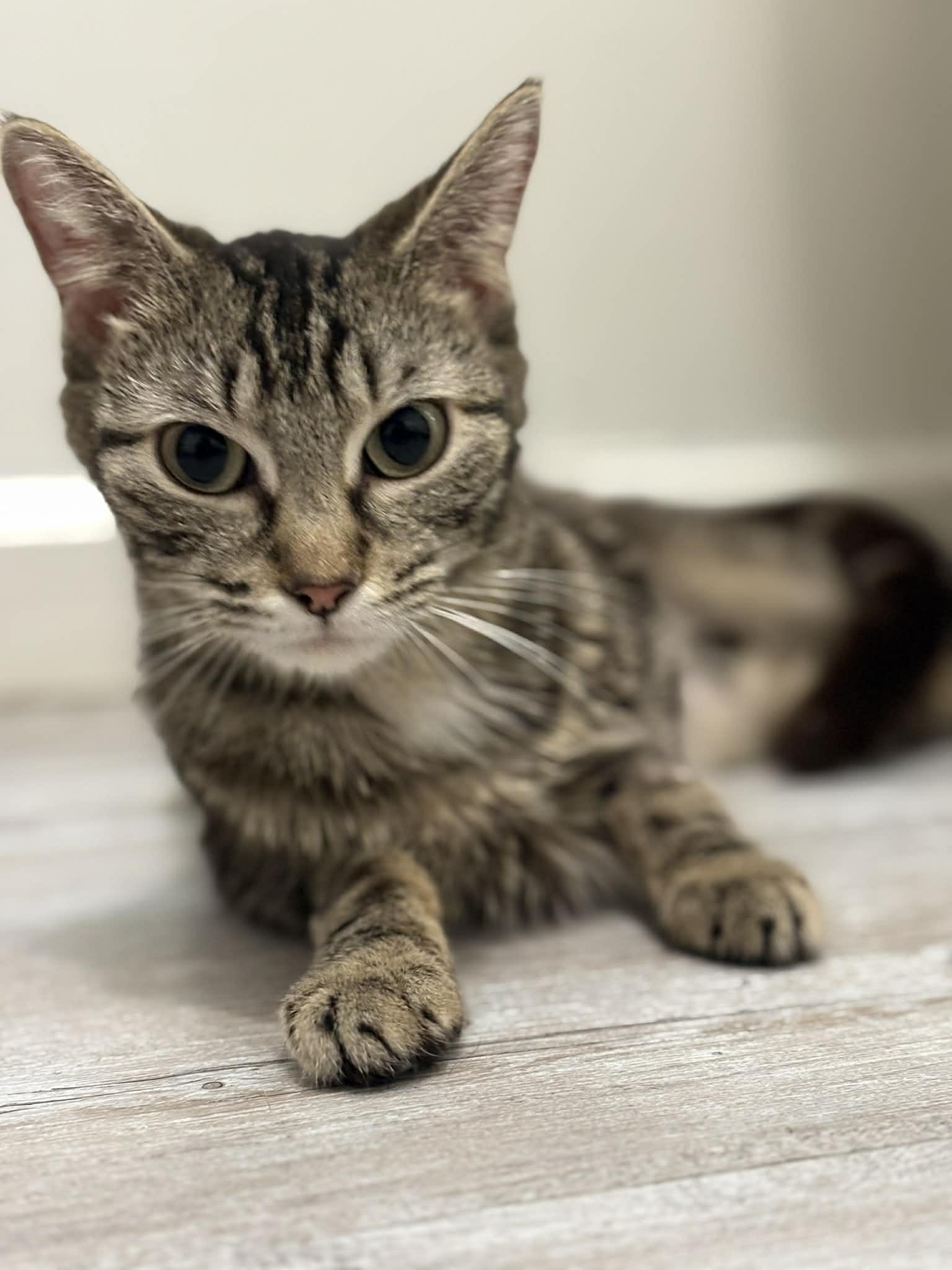 Enlarge Violet, a ADOPTABLE Domestic Short Hair in Barboursville, WV image 1/3