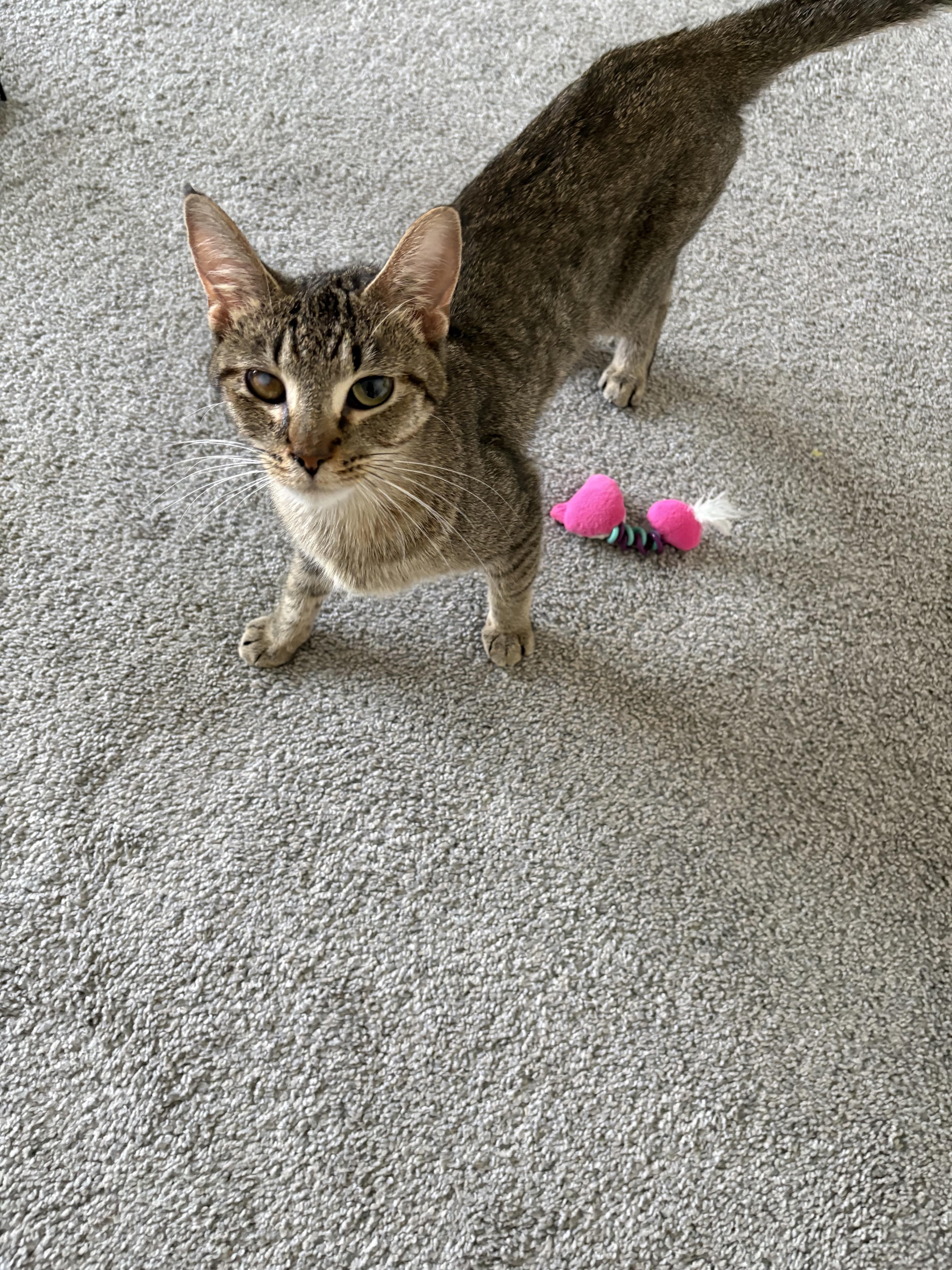 Enlarge Maeve, a ADOPTABLE Domestic Short Hair in Joliet, IL image 5/5