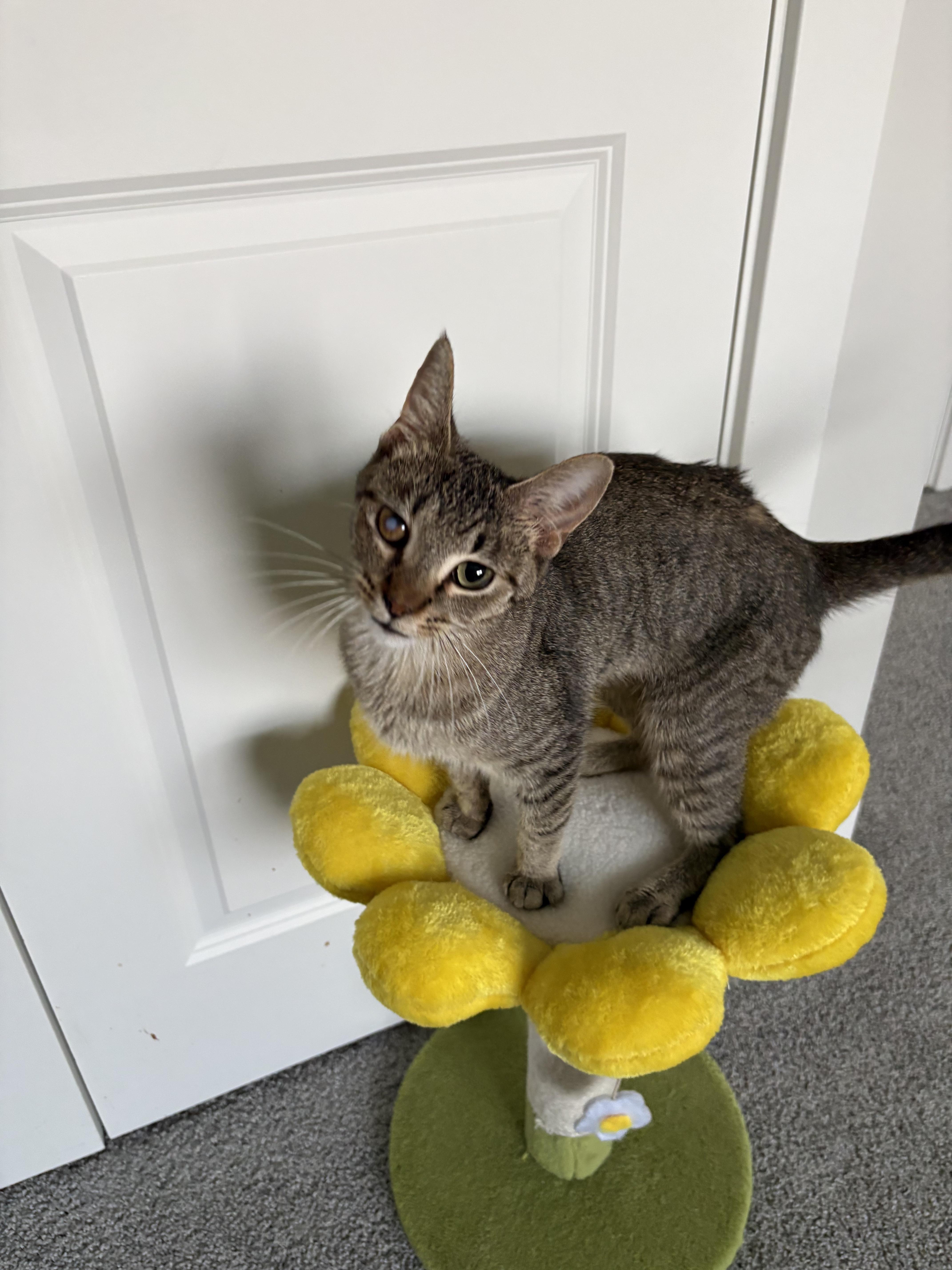 Enlarge Maeve, a ADOPTABLE Domestic Short Hair in Joliet, IL image 2/5