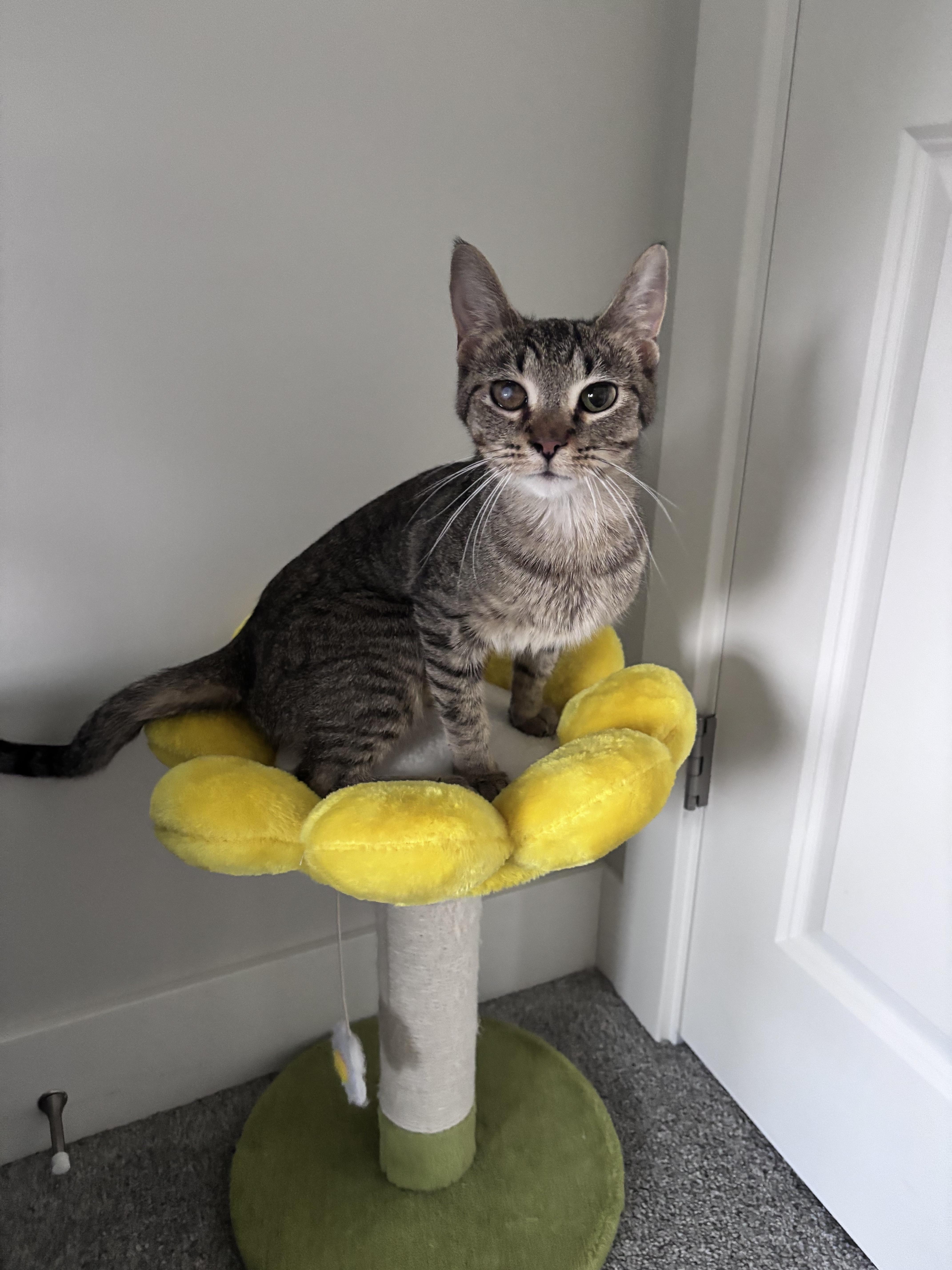 Enlarge Maeve, a ADOPTABLE Domestic Short Hair in Joliet, IL image 4/5