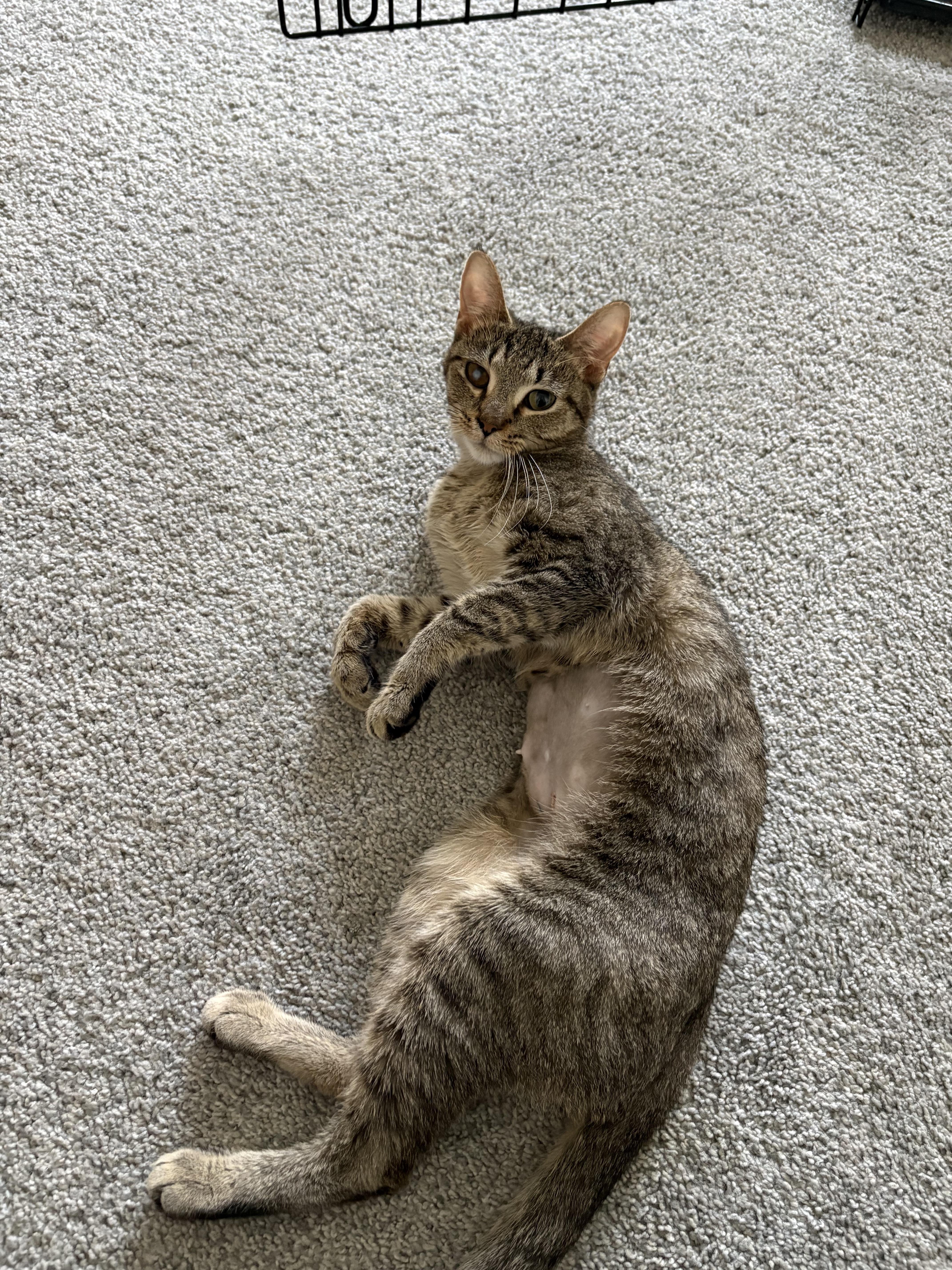 Enlarge Maeve, a ADOPTABLE Domestic Short Hair in Joliet, IL image 3/5