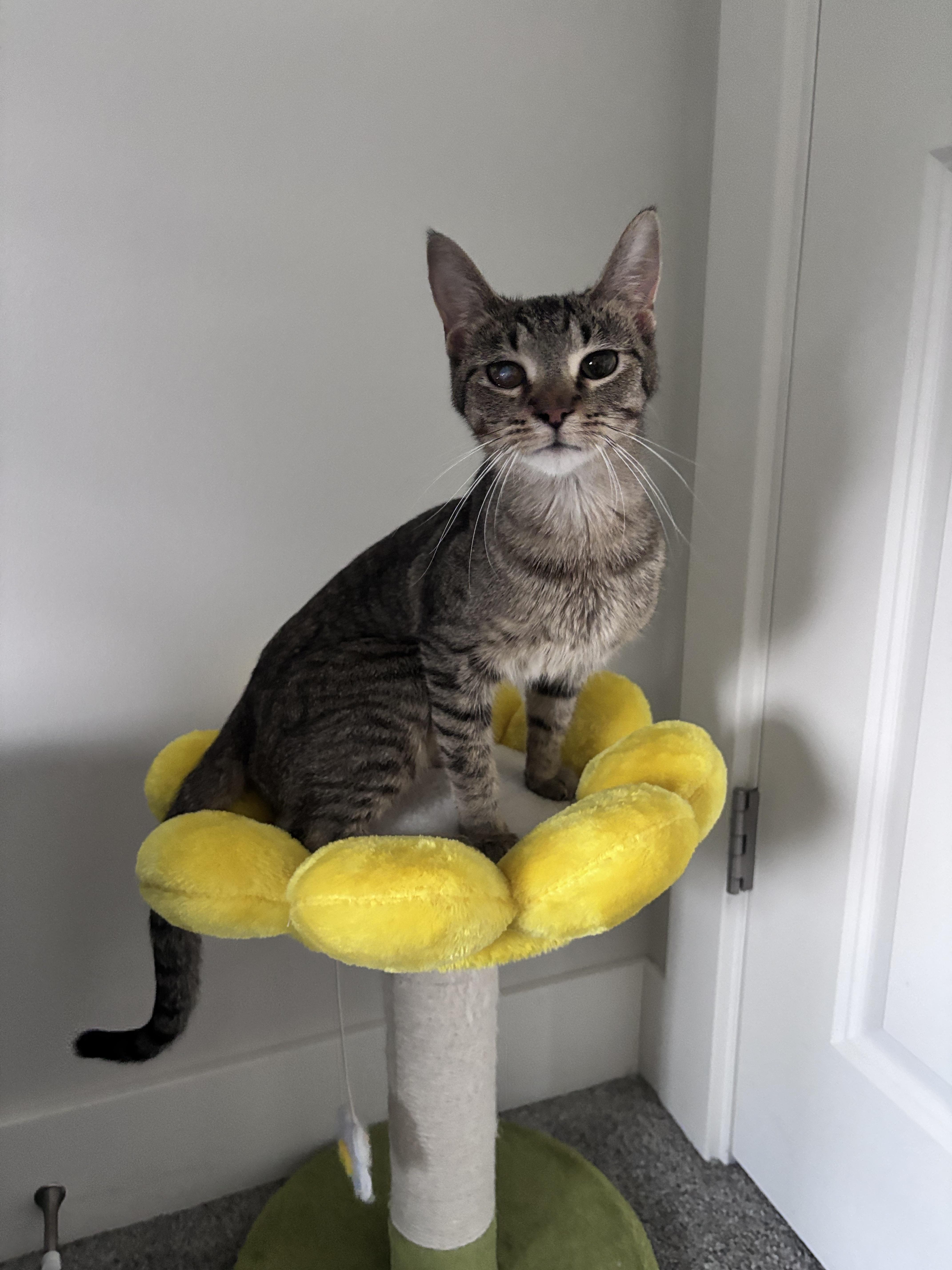 Maeve, ADOPTABLE, Adult Female Domestic Short Hair.