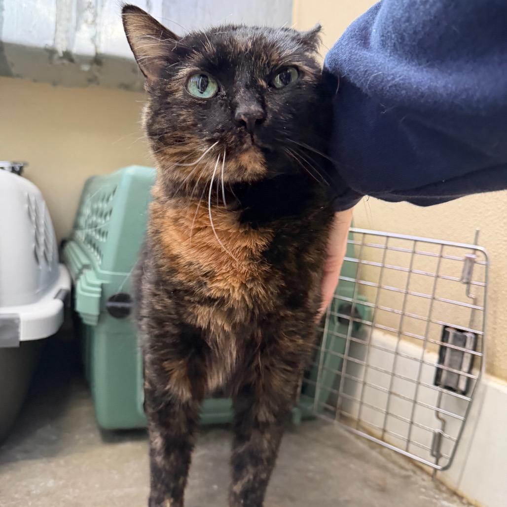 Enlarge Gemi, a Adoptable Domestic Short Hair in Mankato, MN image 1/1