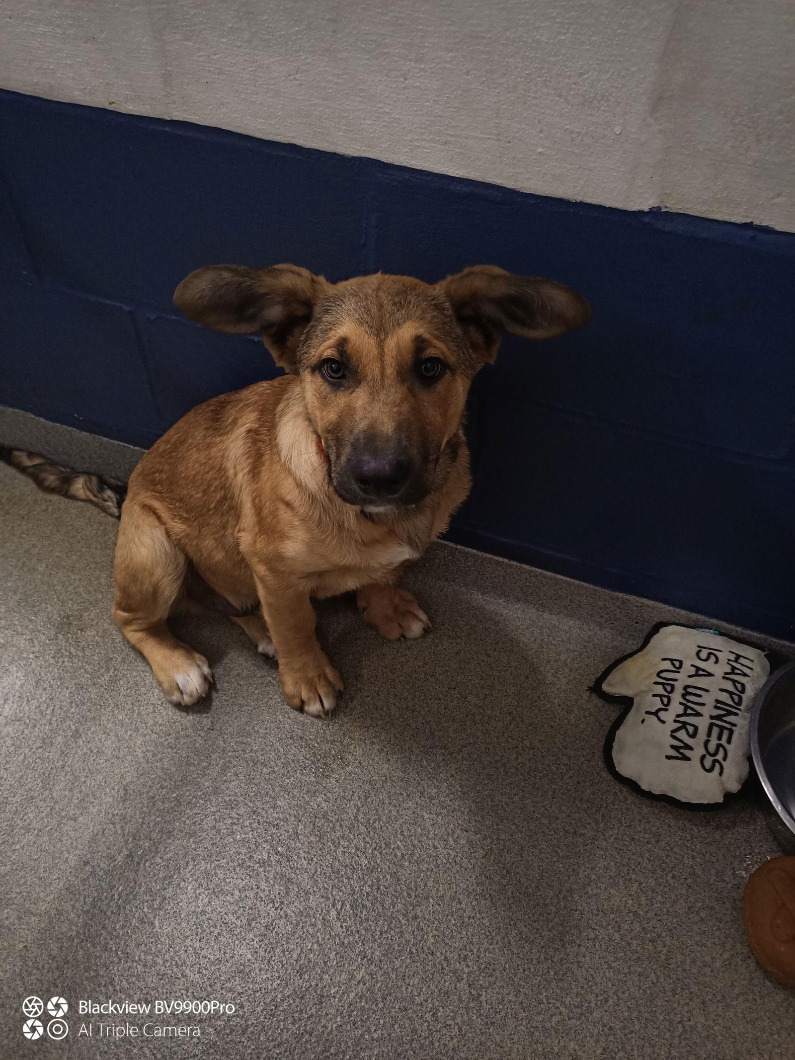 Enlarge Vin 4 months male AVAIL 1/21, a Adoptable Mixed Breed in Sterling, MA image 1/1