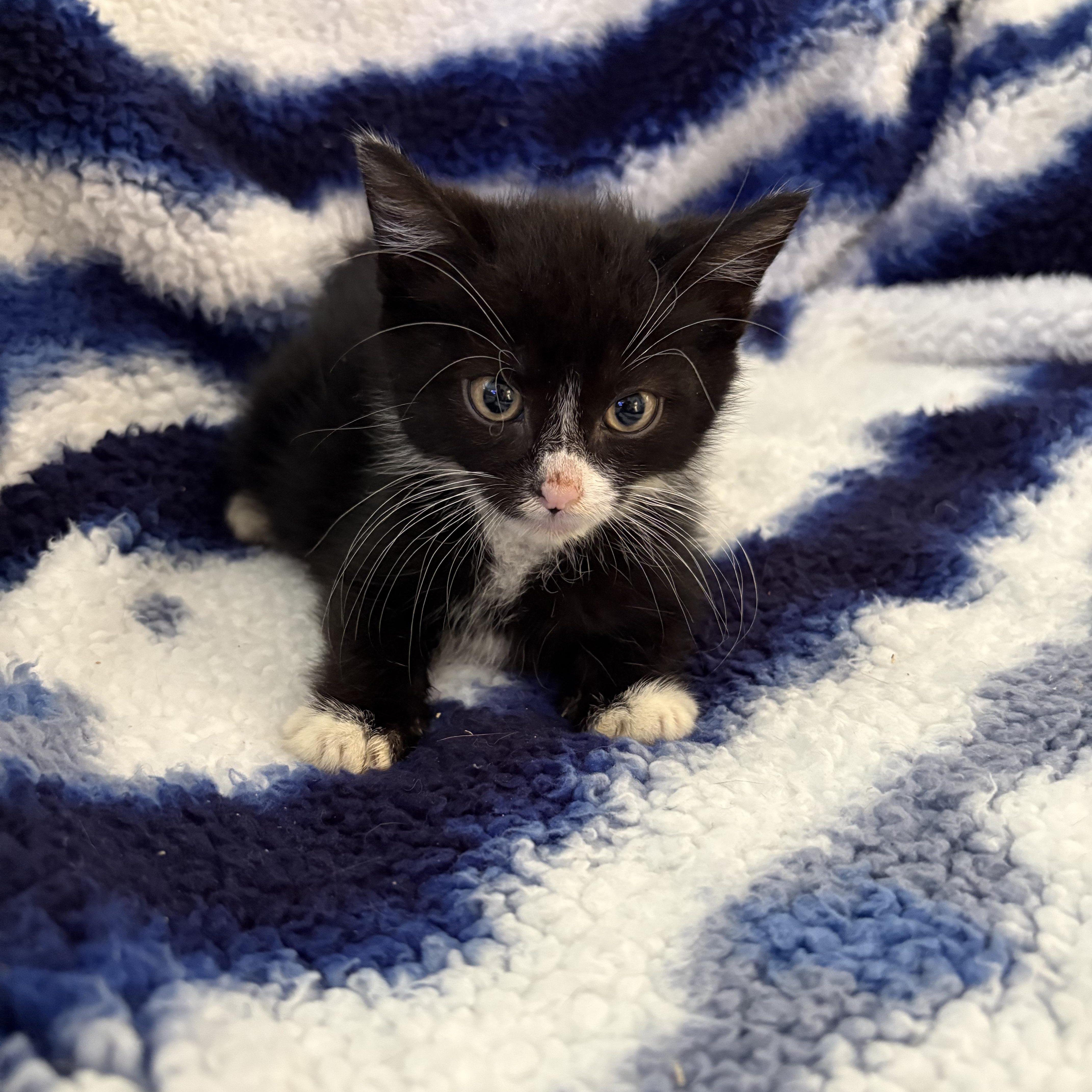 Ayana, a Adoptable mixed breed in Moriches, NY image 3/4