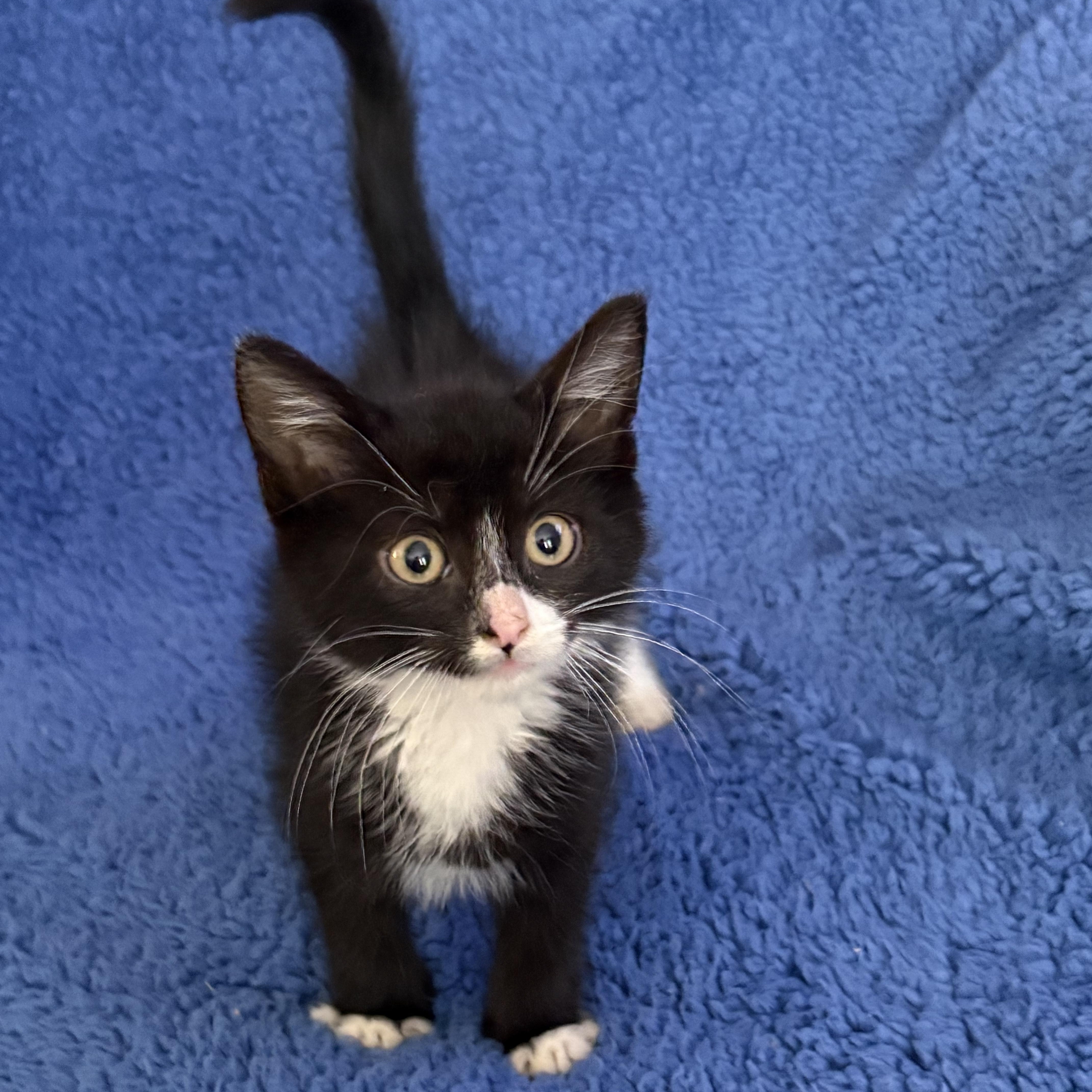 Ayana, a Adoptable mixed breed in Moriches, NY image 4/4