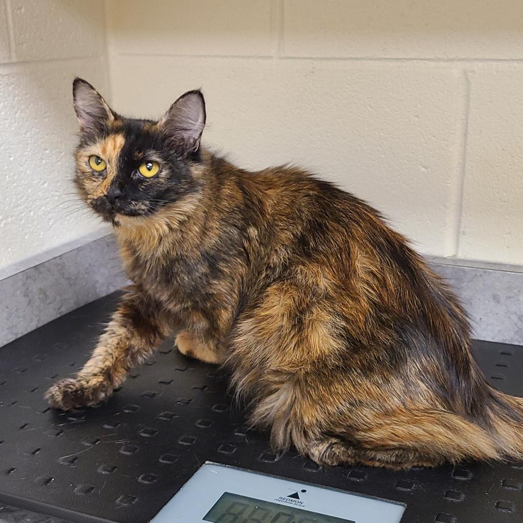 Enlarge Primrose, a Adoptable mixed breed in Greeneville, TN image 1/1