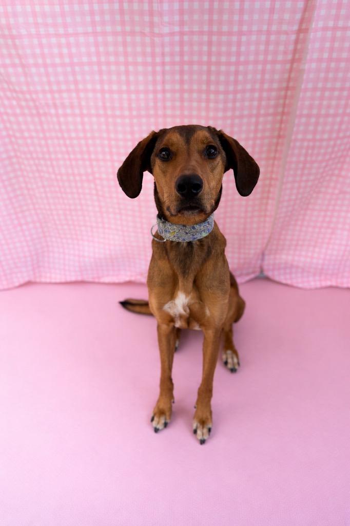 Roger, adopted, Adult Male Coonhound.