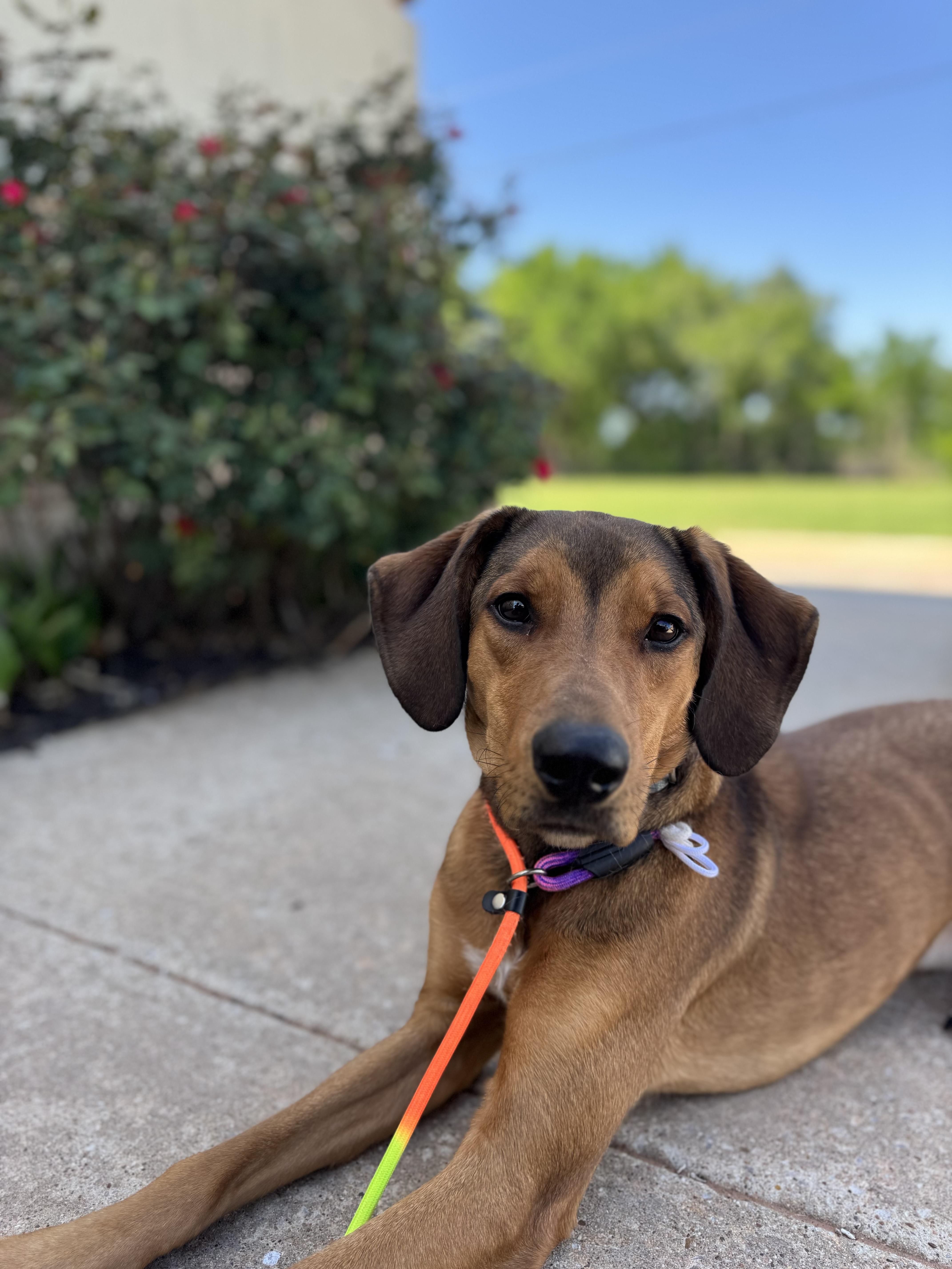 Enlarge Roger, an adopted Coonhound in Chickasha, OK image 2/4