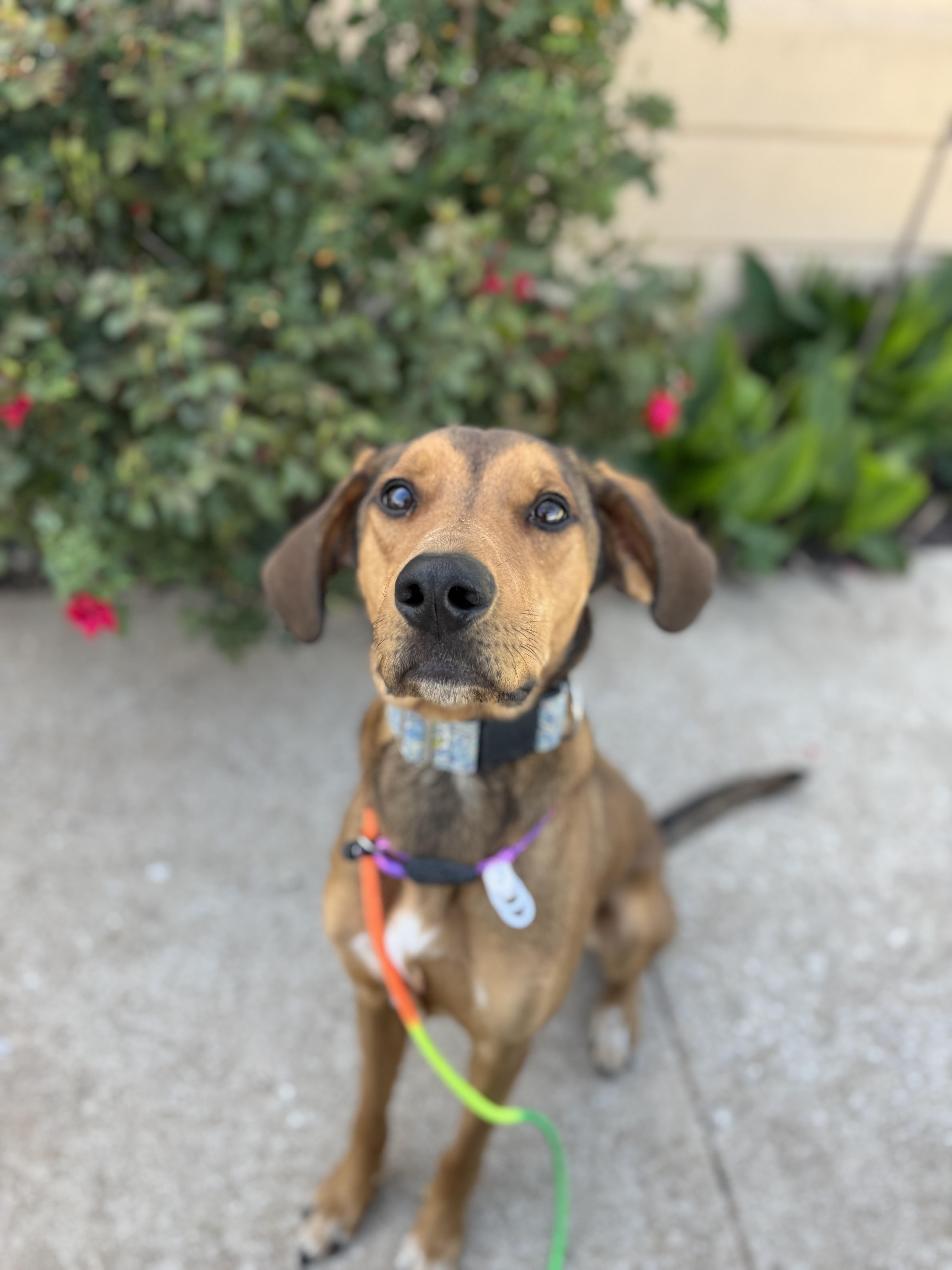 Enlarge Roger, an adopted Coonhound in Chickasha, OK image 3/4