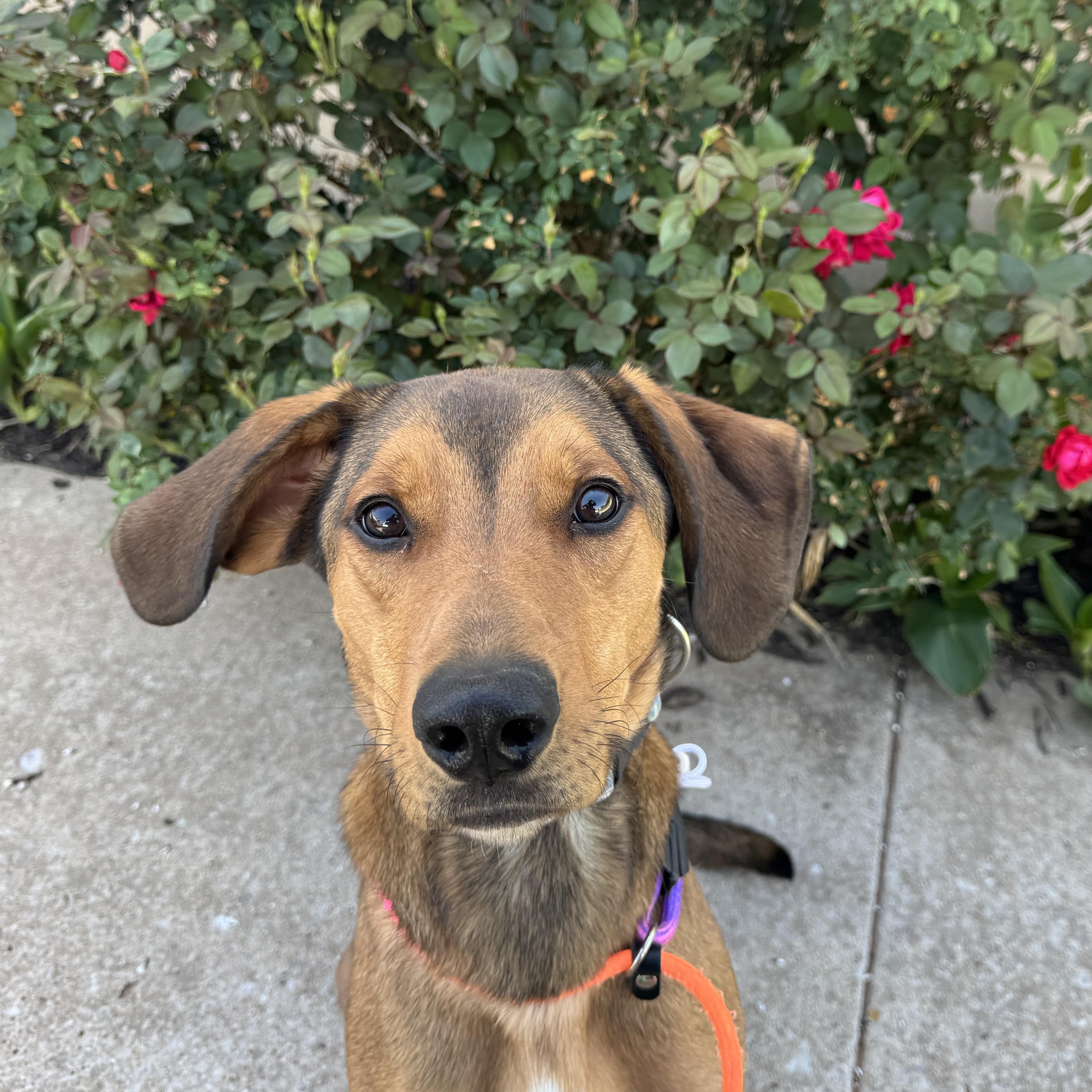 Enlarge Roger, an adopted Coonhound in Chickasha, OK image 4/4