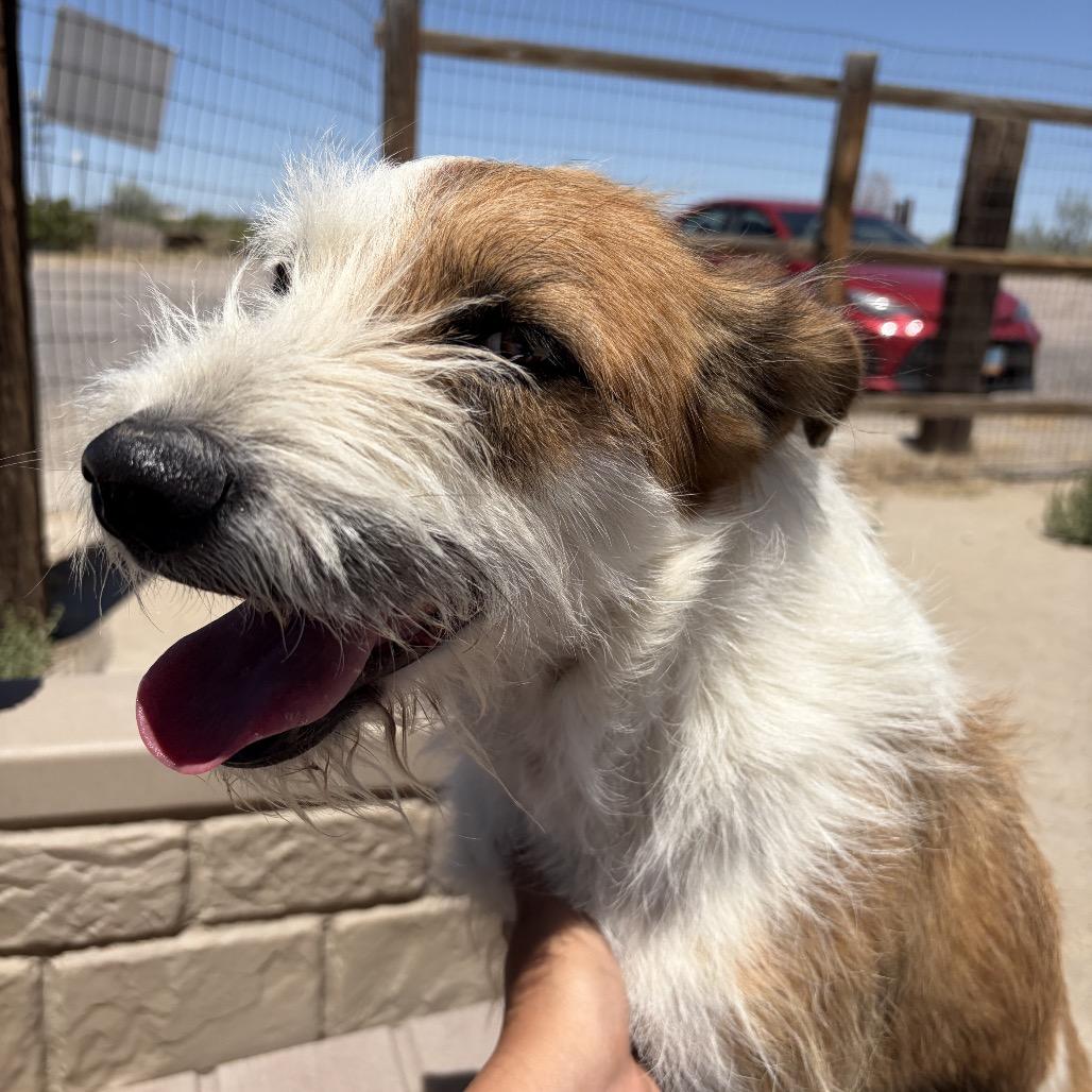 Luna (2), ADOPTABLE, Adult Female Mixed Breed.