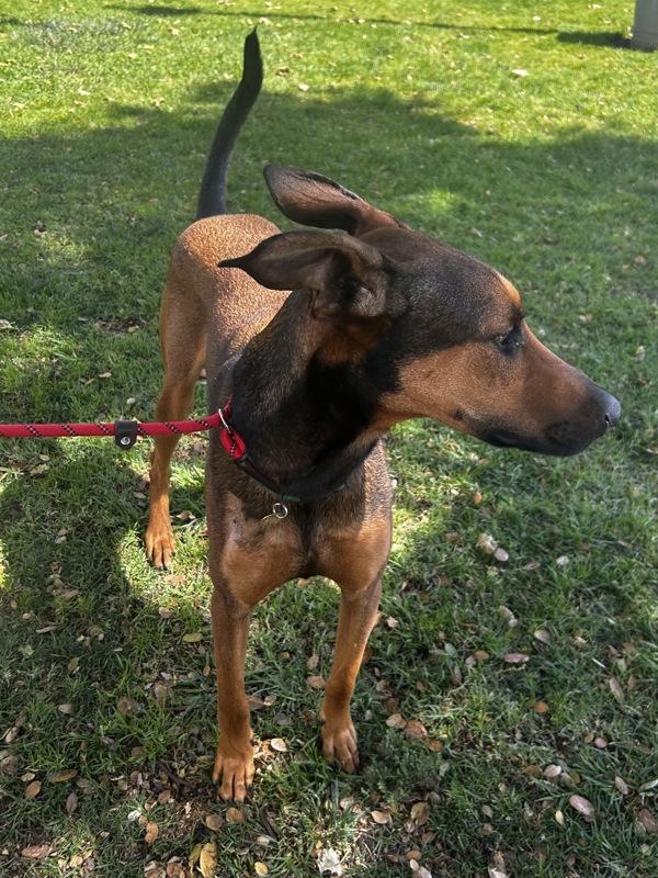 Copper, Adoptable, Young Male Doberman Pinscher & Coonhound.
