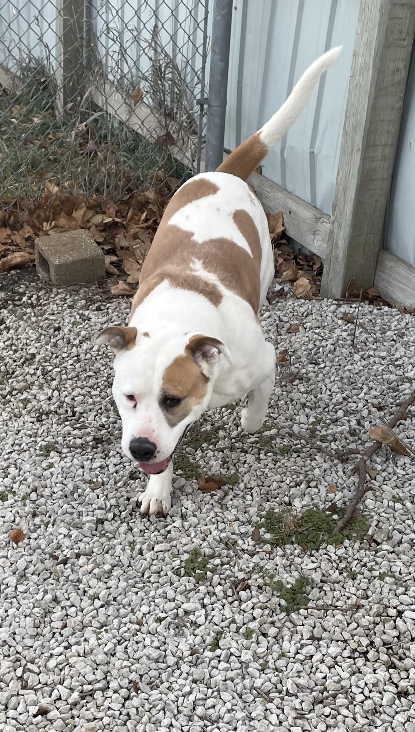 Enlarge Lucky, a Adoptable mixed breed in Mayetta, KS image 1/6