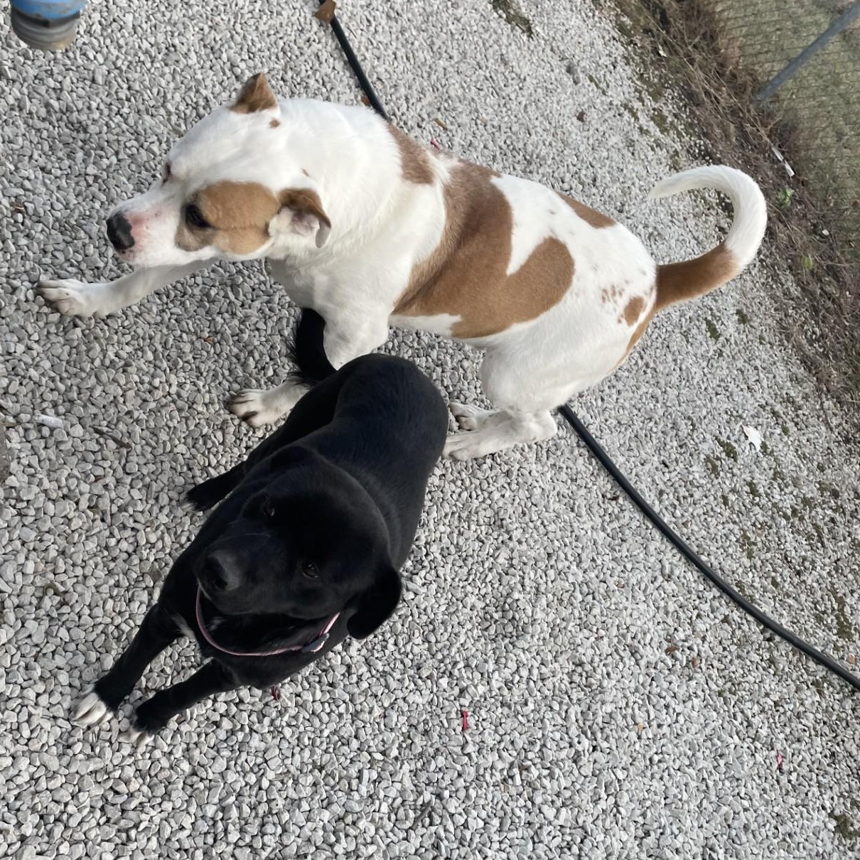 Enlarge Lucky, a Adoptable mixed breed in Mayetta, KS image 2/6