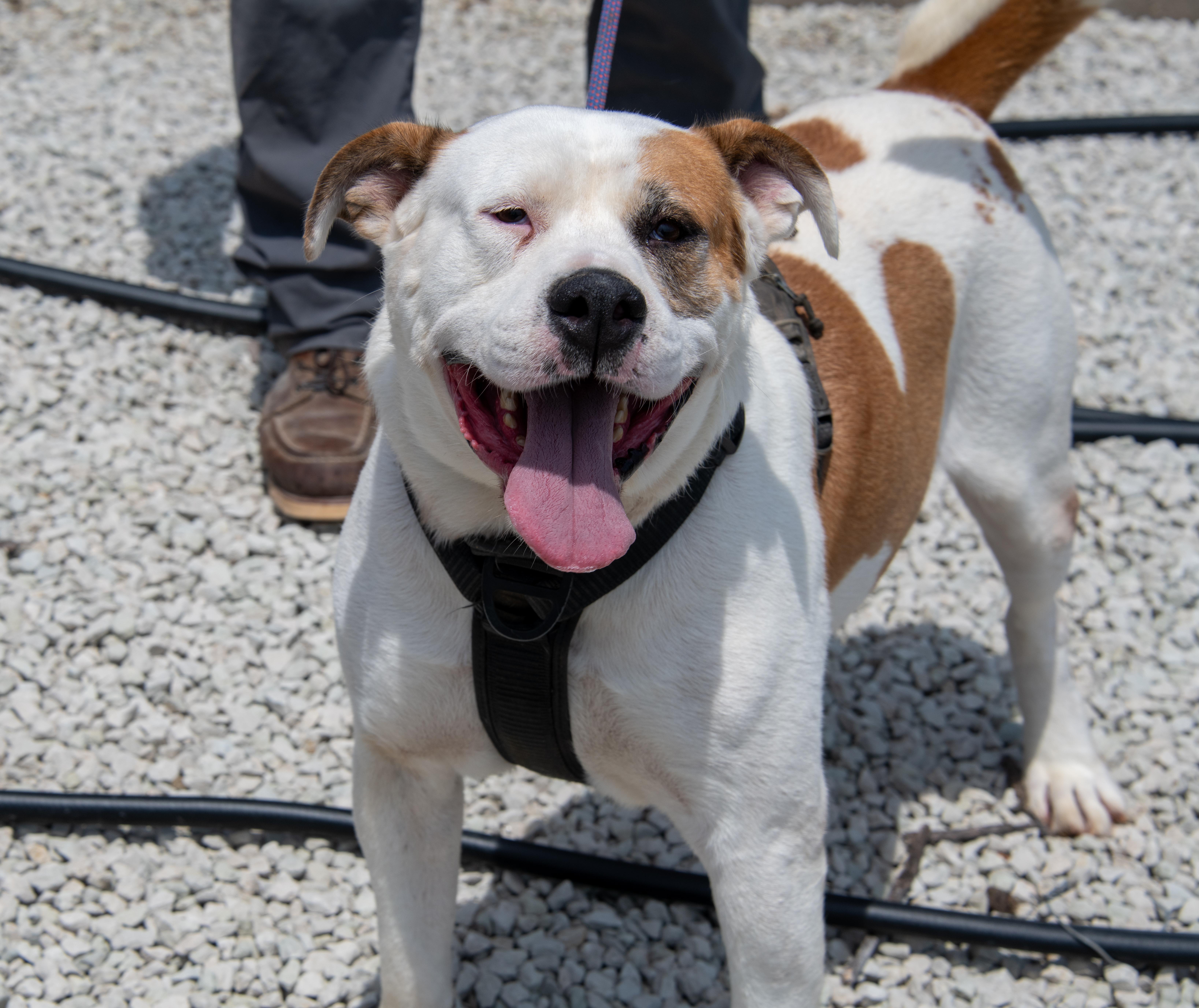 Lucky, a Adoptable mixed breed in Mayetta, KS image 4/4
