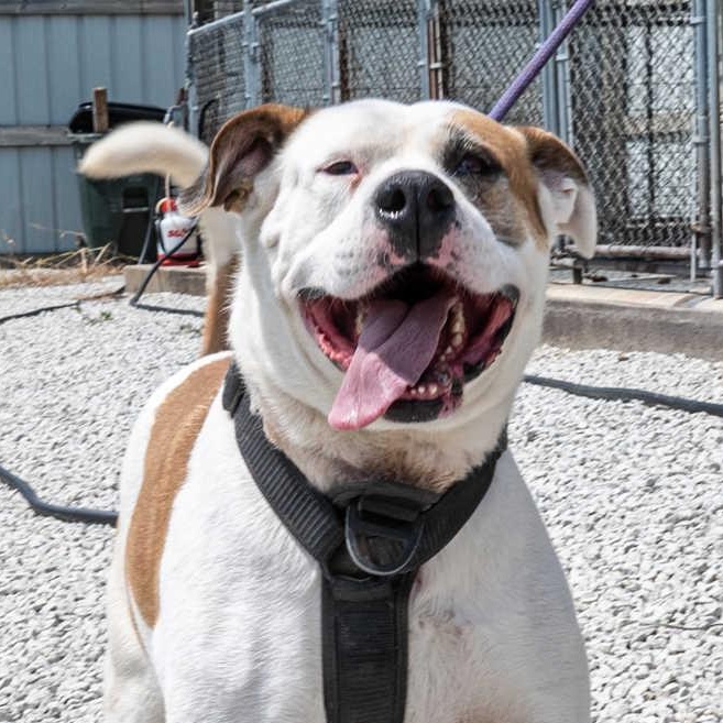 Lucky, a Adoptable mixed breed in Mayetta, KS image 2/4