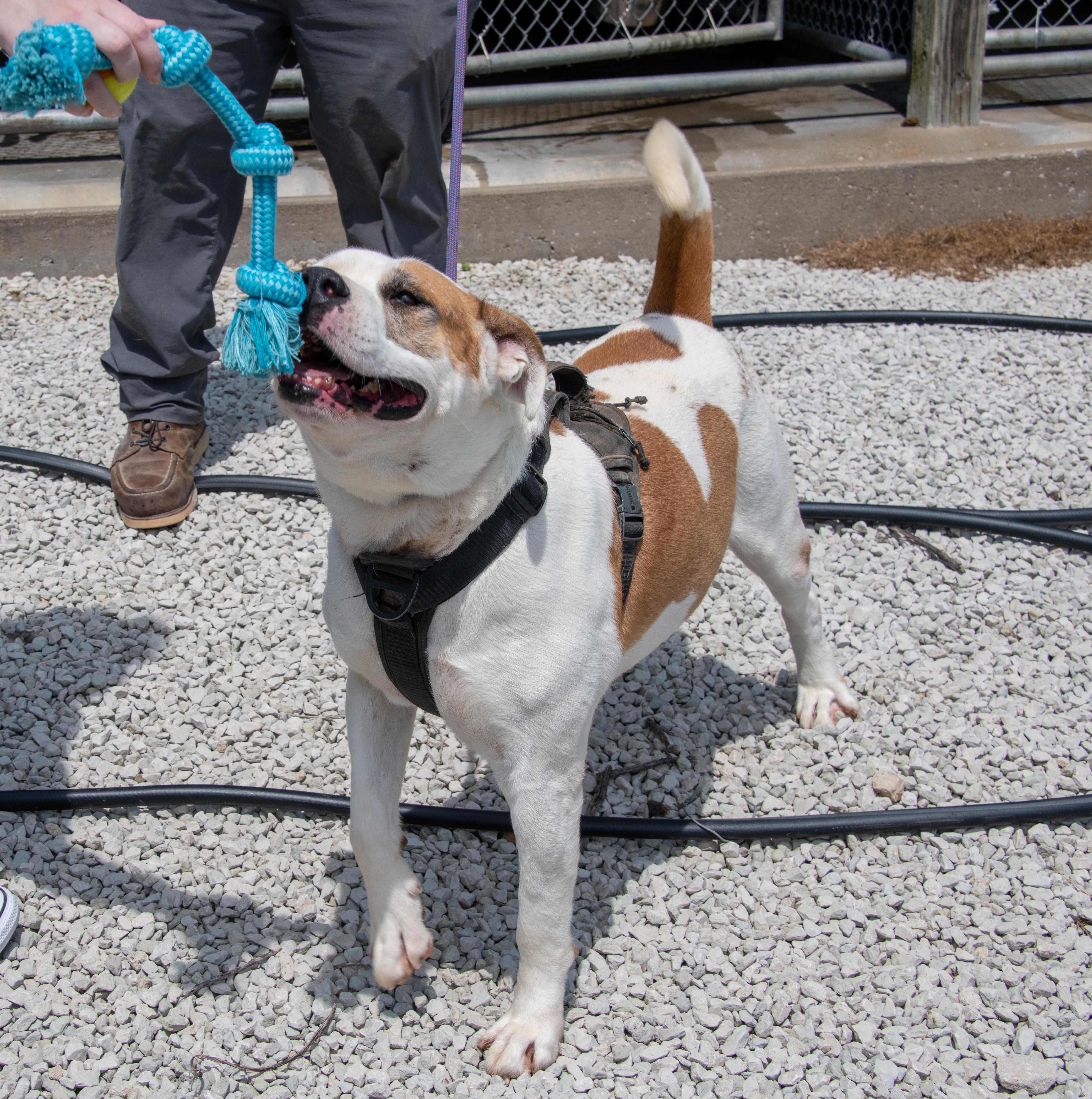 Lucky, Adoptable, Adult Male American Bulldog & Siberian Husky.