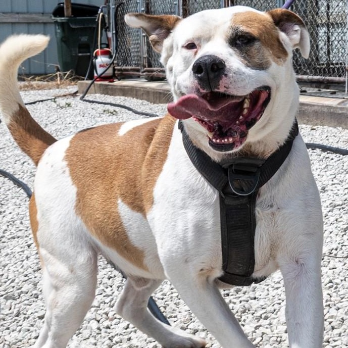 Lucky, a Adoptable mixed breed in Mayetta, KS image 3/4