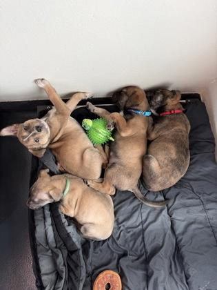 Reggie — thumbnail 2