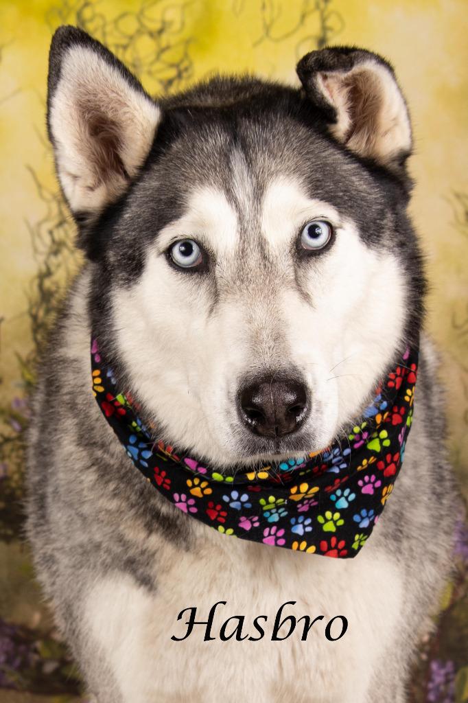 Hasbro (knows Sabien), Adoptable, Adult Male Siberian Husky.