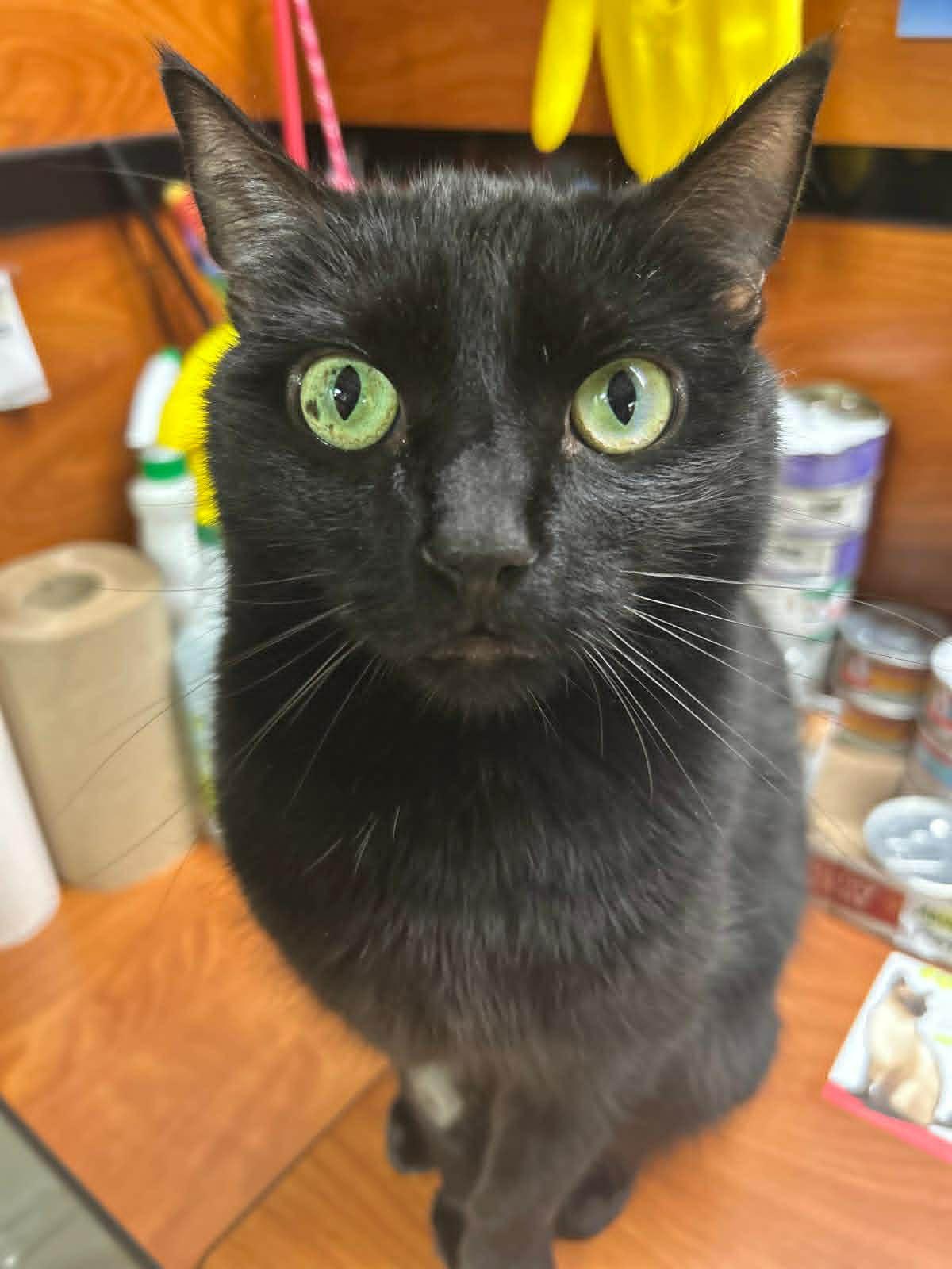Bowie, ADOPTABLE, Adult Female Domestic Short Hair.