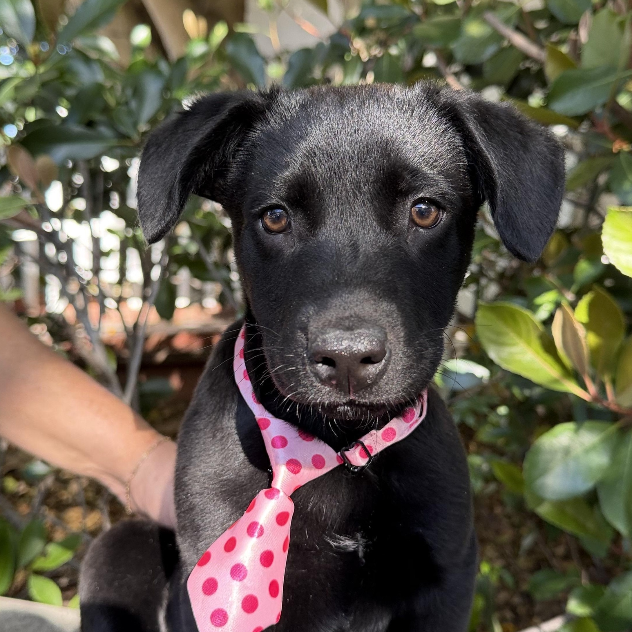 Enlarge Scott (Heated Rivalry litter), a ADOPTABLE mixed breed in San Diego, CA image 4/6