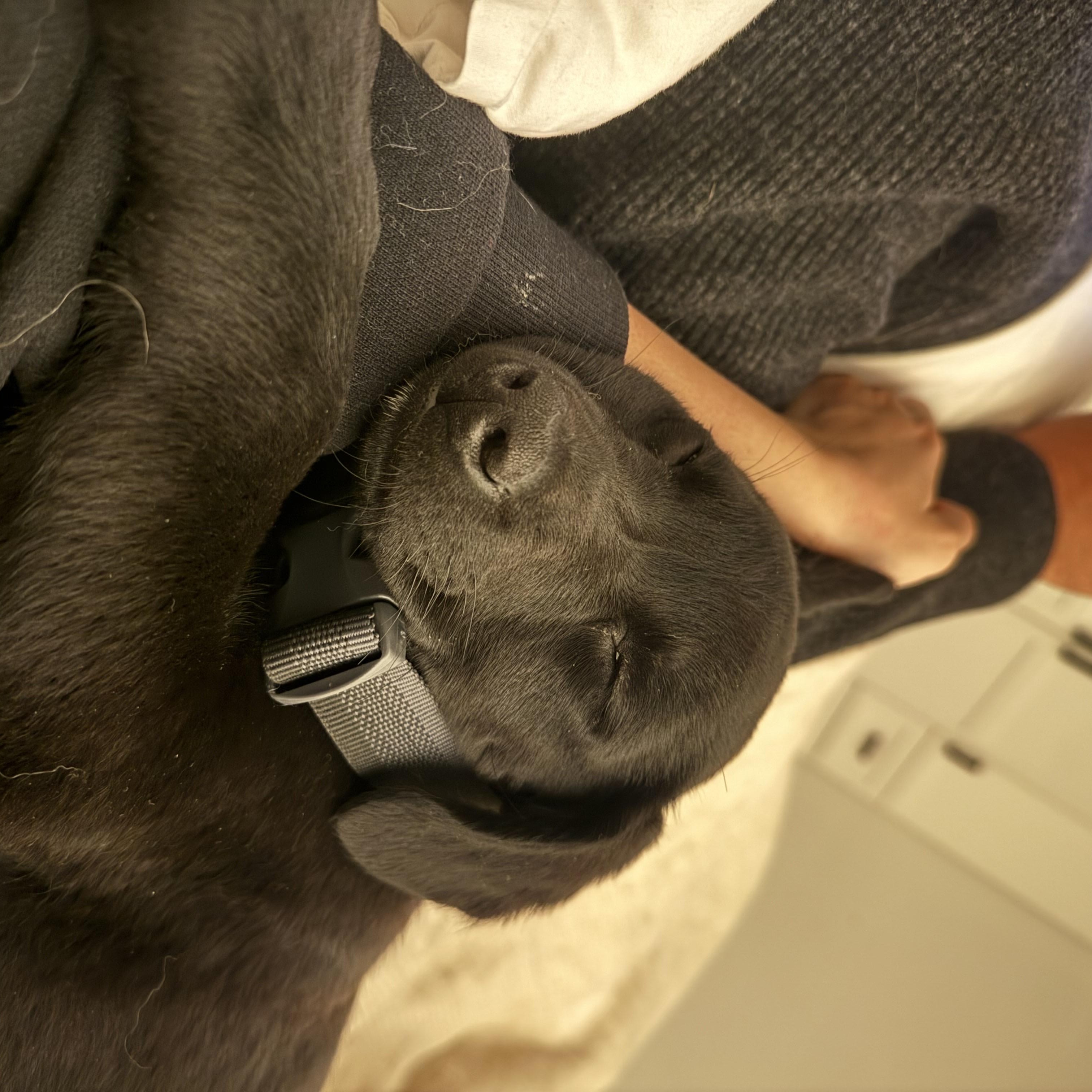 Enlarge Scott (Heated Rivalry litter), a ADOPTABLE mixed breed in San Diego, CA image 5/6