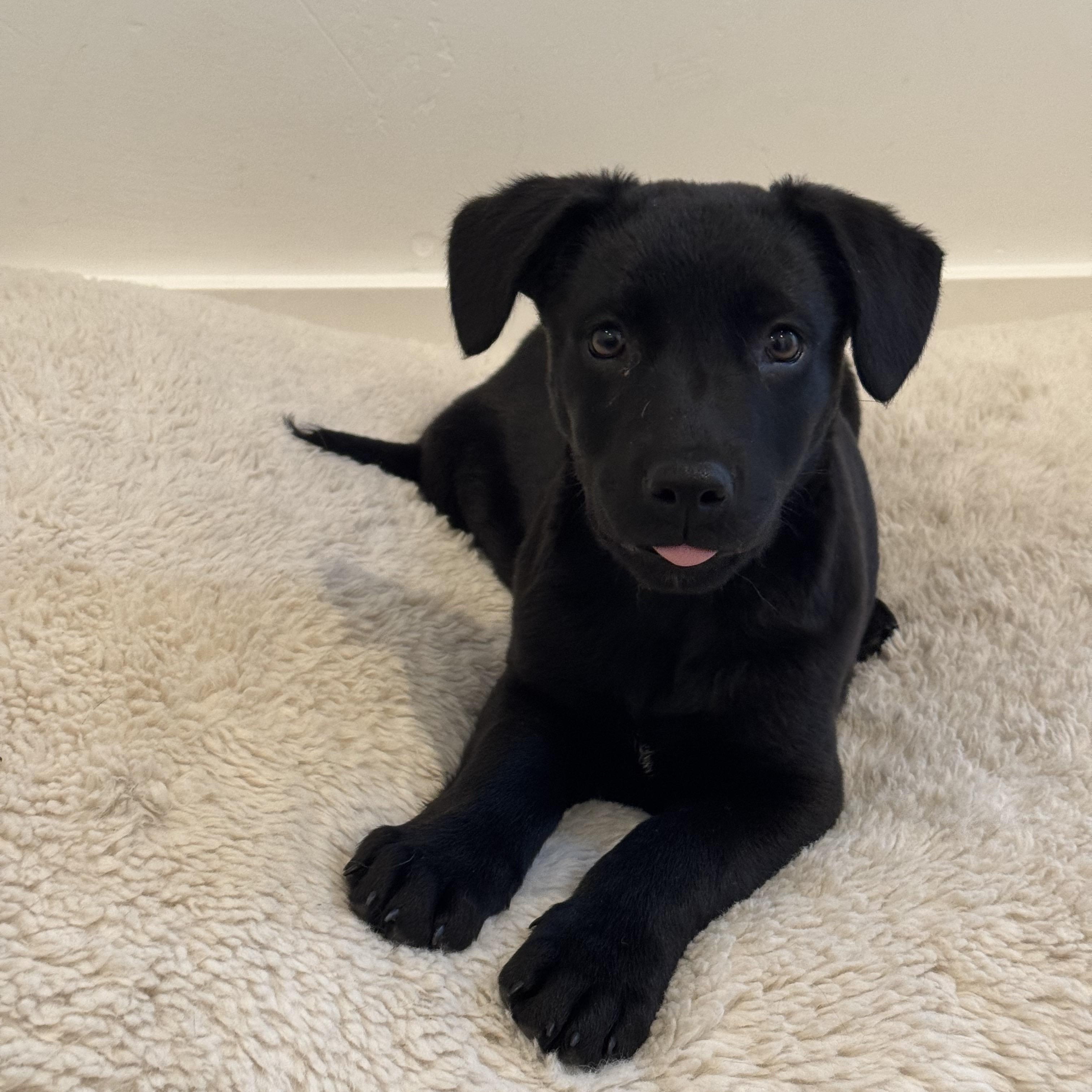 Enlarge Scott (Heated Rivalry litter), a ADOPTABLE mixed breed in San Diego, CA image 2/6