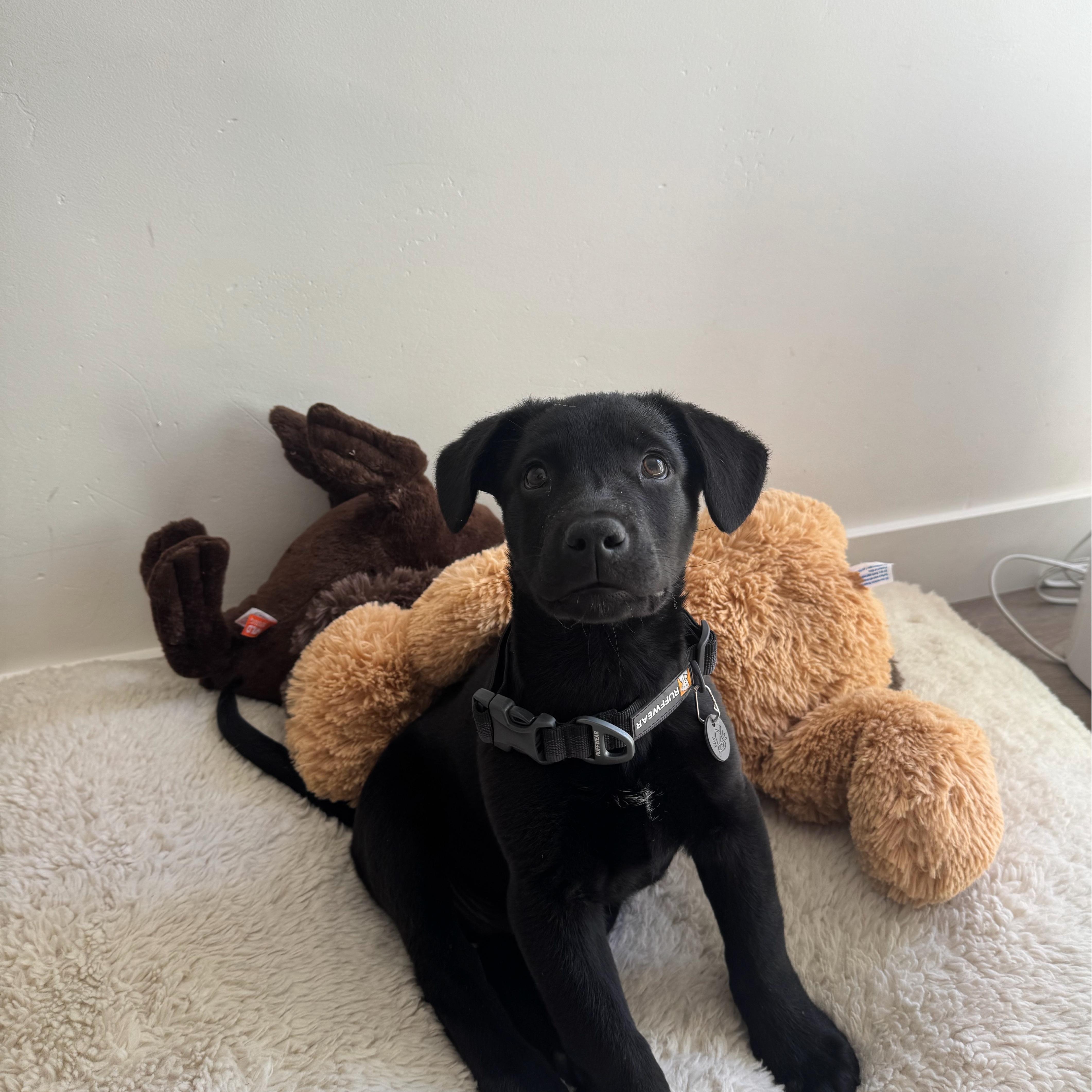 Enlarge Scott (Heated Rivalry litter), a ADOPTABLE mixed breed in San Diego, CA image 1/6