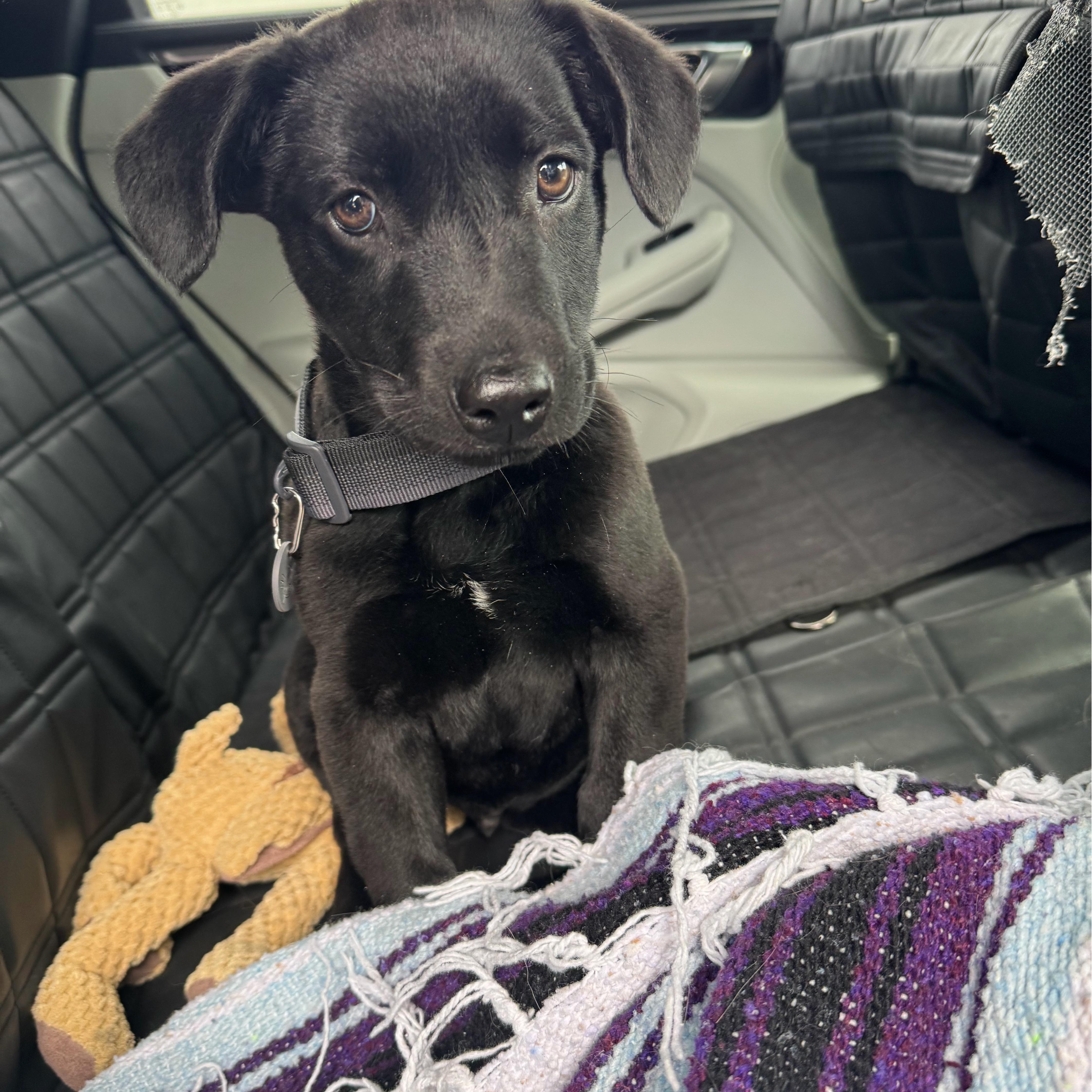 Enlarge Scott (Heated Rivalry litter), a ADOPTABLE mixed breed in San Diego, CA image 3/6